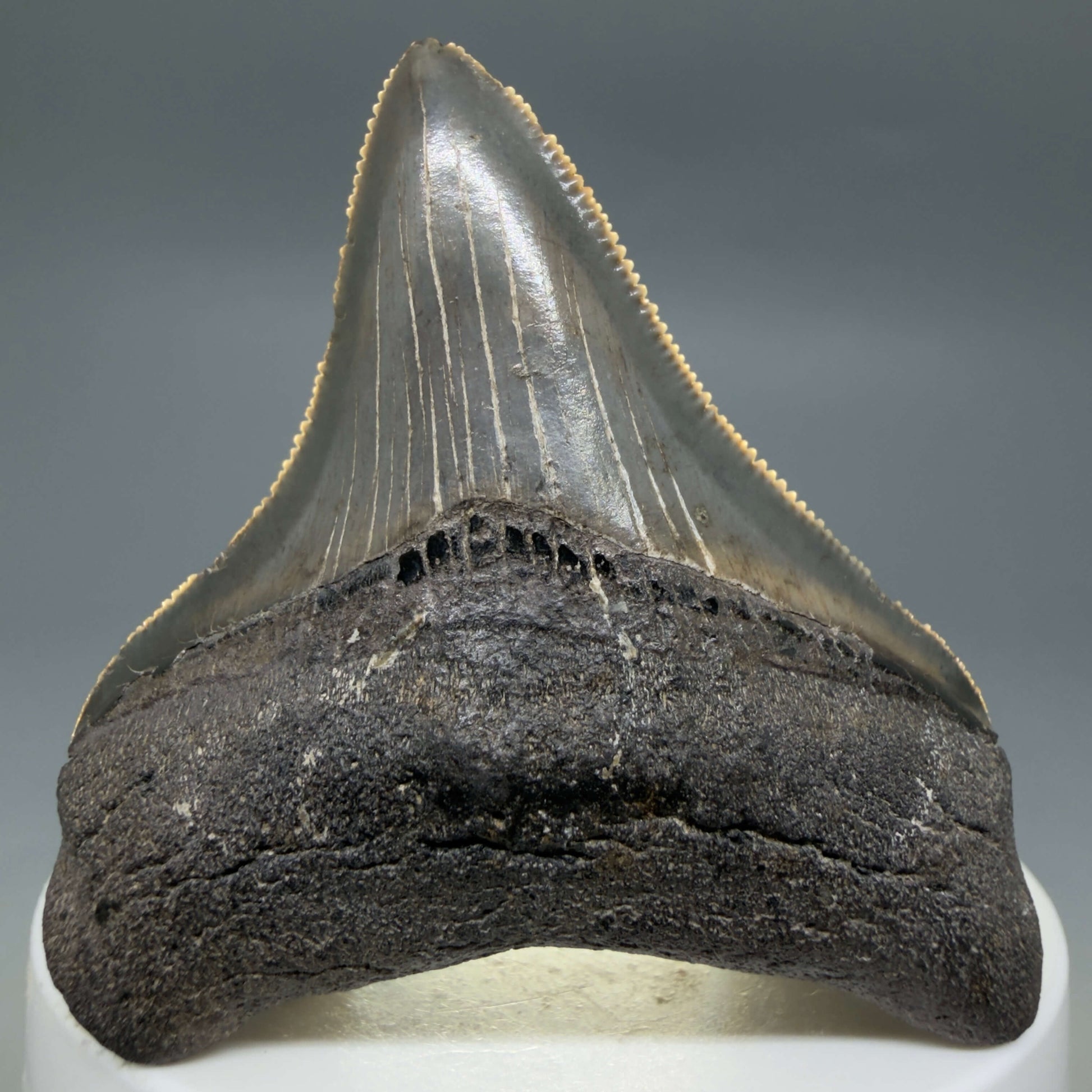 Front View Lateral, sharply serrated 2.42" Fossil Megalodon Tooth – South Carolina River Find | Authentic CM6444 - 2