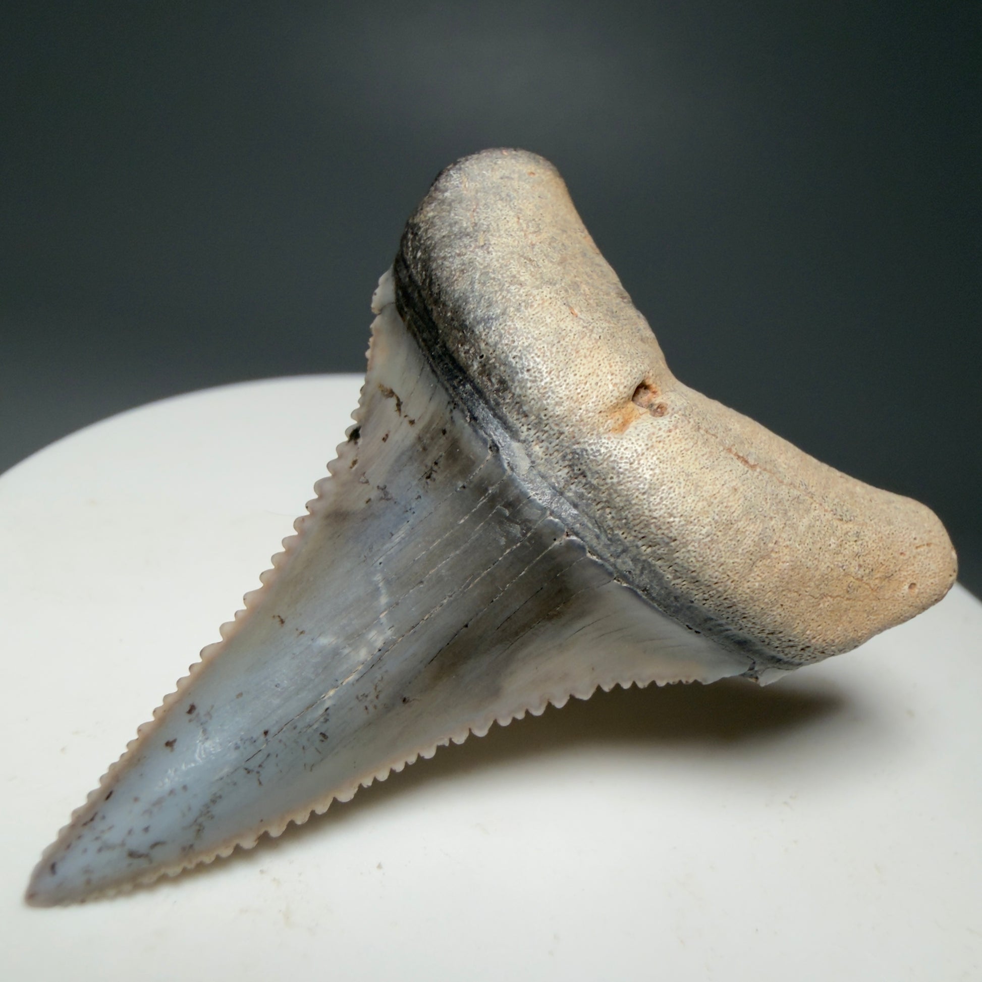 Front Right View Lower 1.73" long Fossil Great White Tooth from the deserts of Peru - Stunning, high quality GW1254 - 2