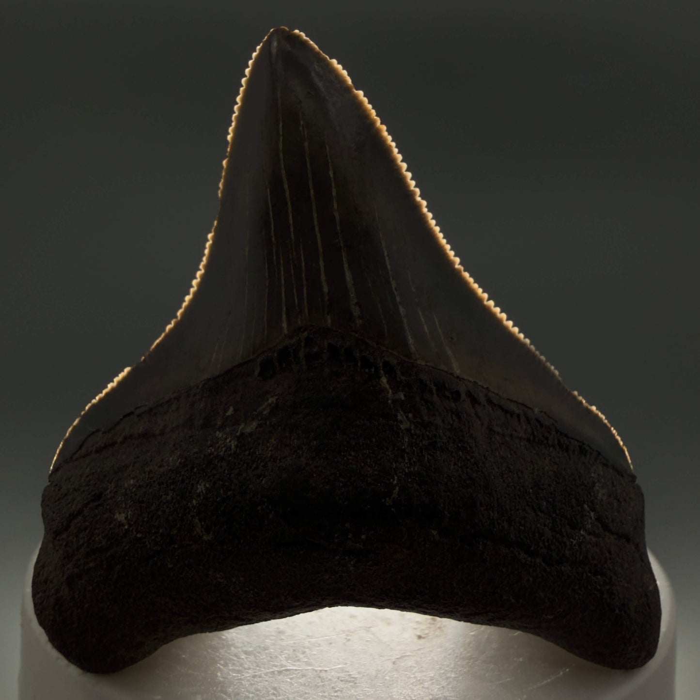 Front View Lateral, sharply serrated 2.42" Fossil Megalodon Tooth – South Carolina River Find | Authentic CM6444 - 1