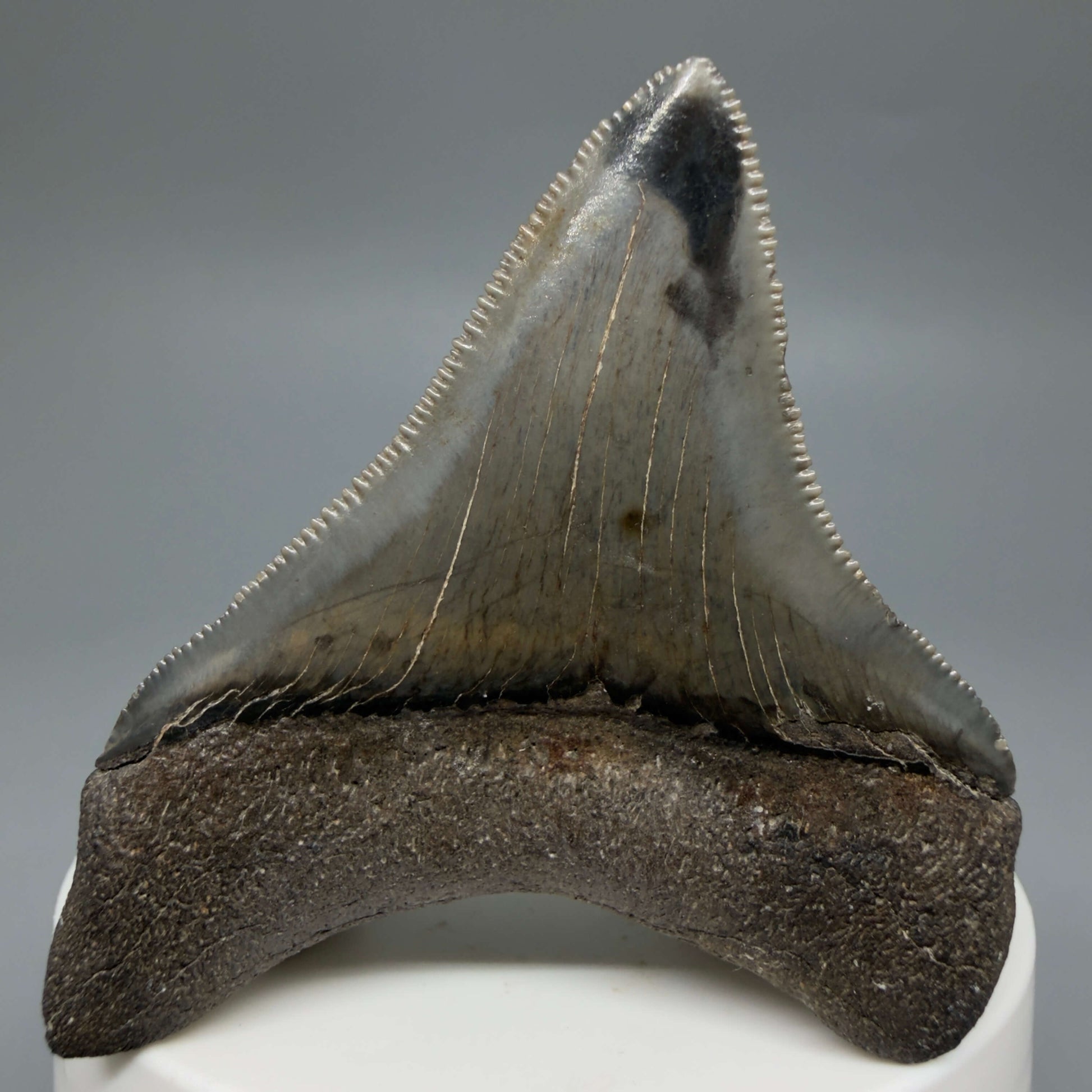 Back View Lateral, sharply serrated 2.42" Fossil Megalodon Tooth – South Carolina River Find | Authentic CM6444