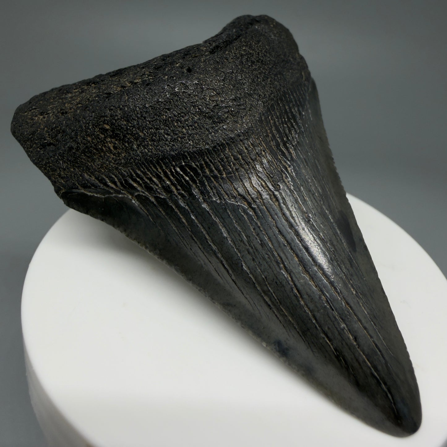 Front Left View 2.91" Colorful Fossil Megalodon Tooth – South Carolina River Find | Authentic CM5981