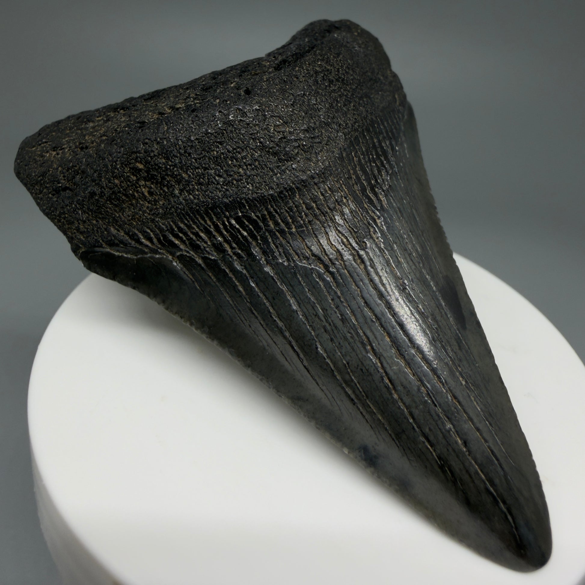Front Left View 2.91" Colorful Fossil Megalodon Tooth – South Carolina River Find | Authentic CM5981