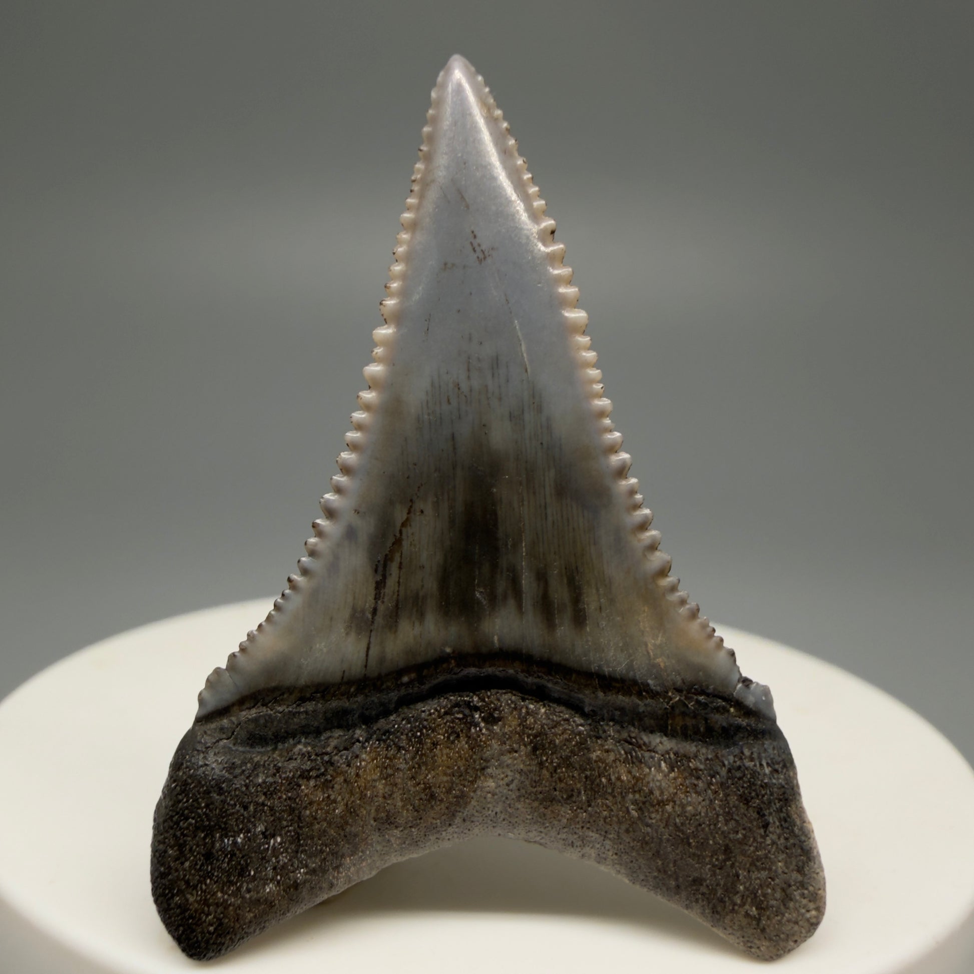 Back View Lower 1.73" long Fossil Great White Tooth from the deserts of Peru - Stunning, high quality GW1254 