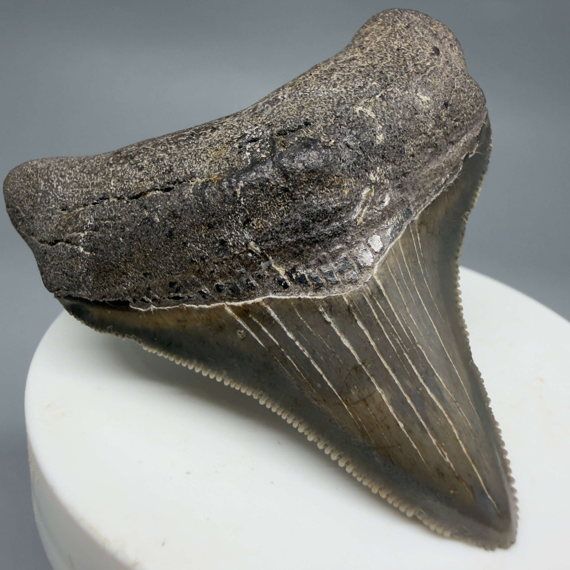 Front Left View Lateral, sharply serrated 2.42" Fossil Megalodon Tooth – South Carolina River Find | Authentic CM6444