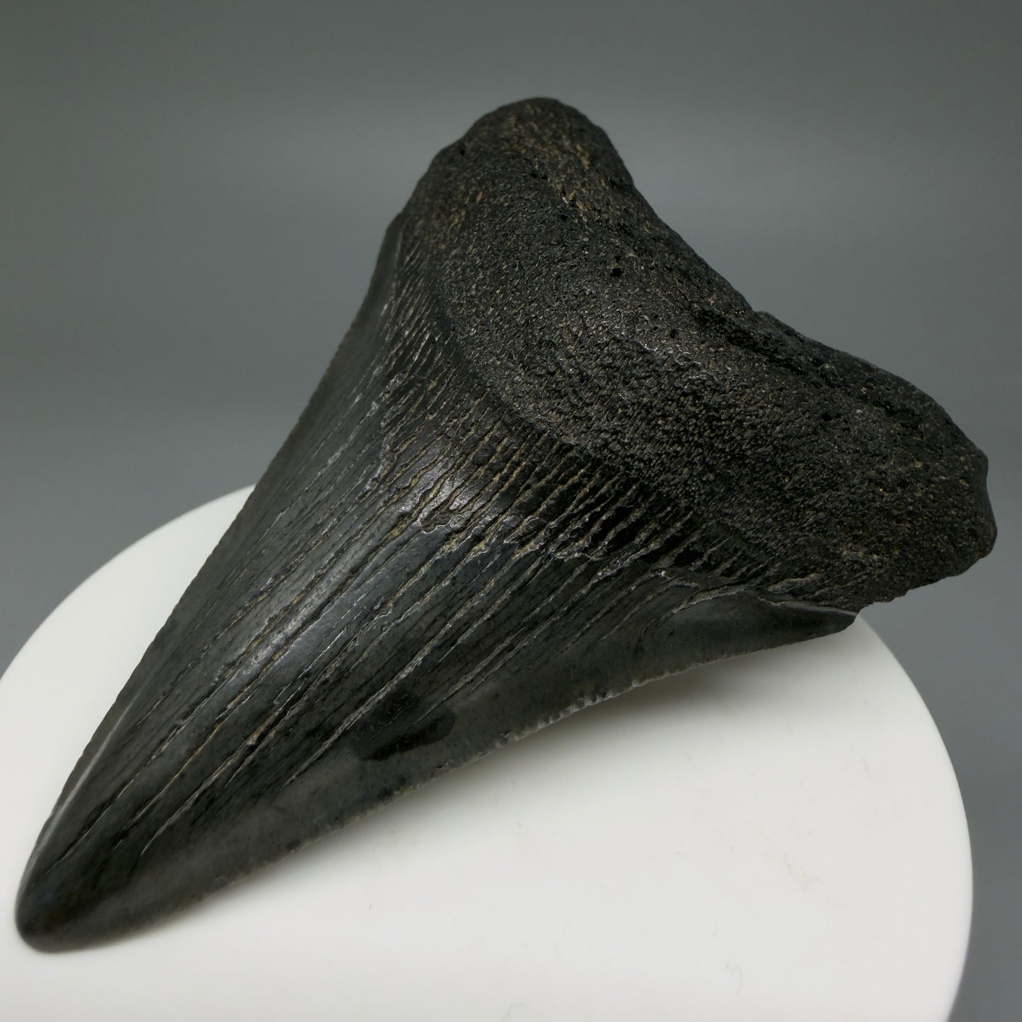 Front Right View 2.91" Colorful Fossil Megalodon Tooth – South Carolina River Find | Authentic CM5981
