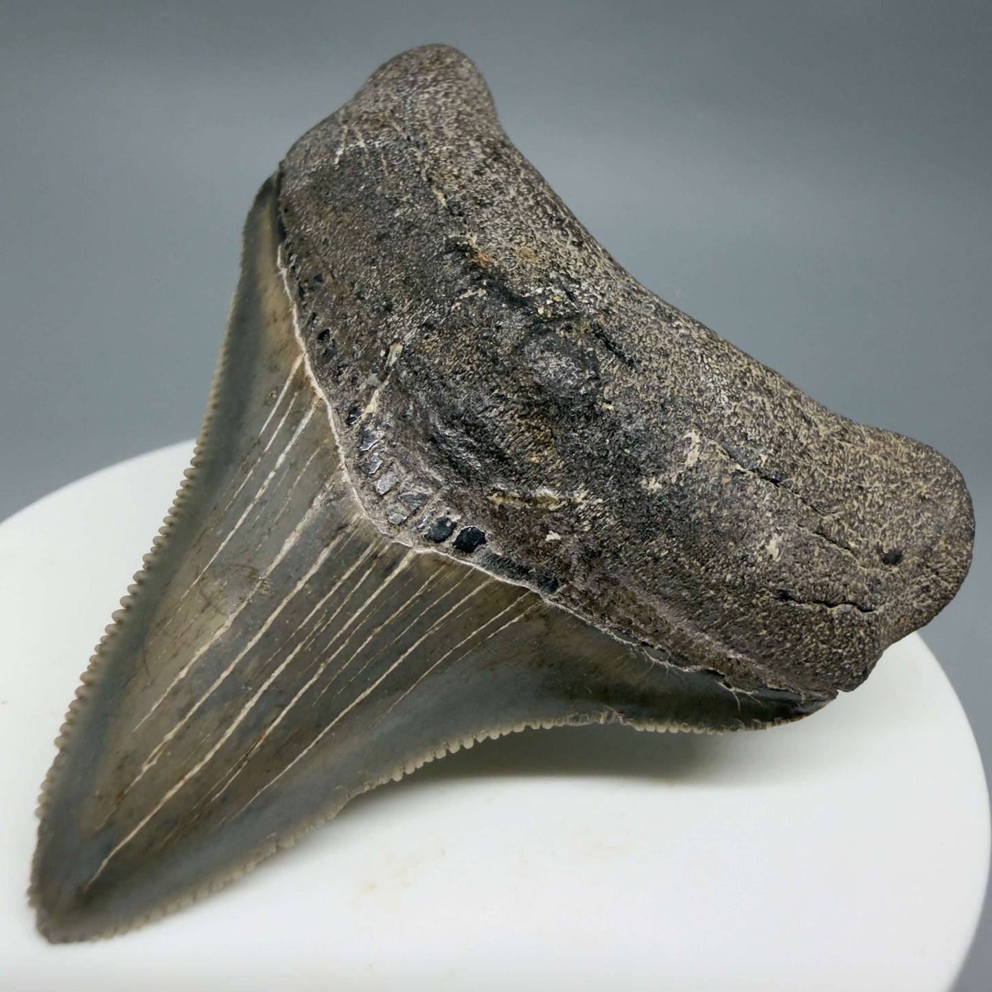 Front Right View Lateral, sharply serrated 2.42" Fossil Megalodon Tooth – South Carolina River Find | Authentic CM6444