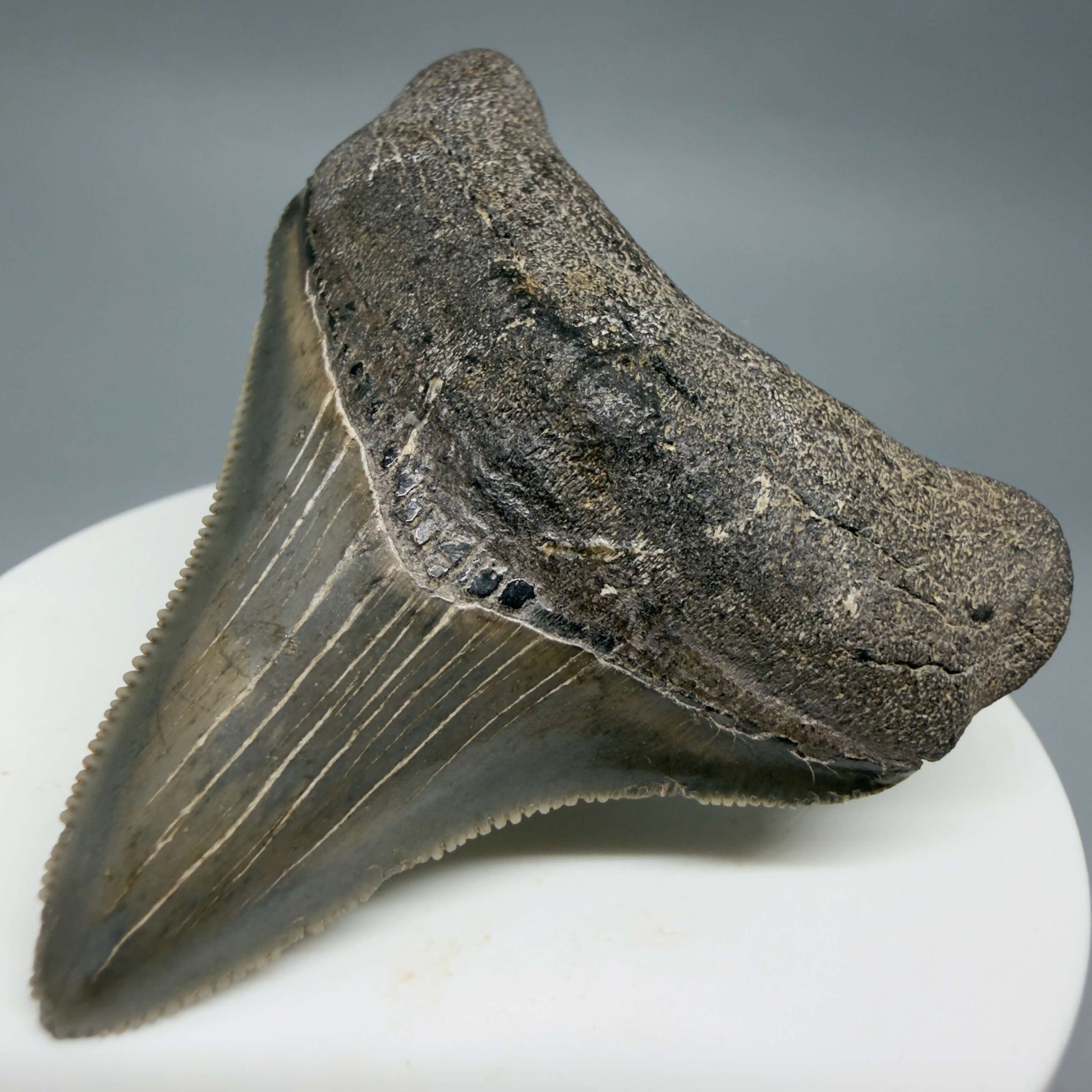 Front Right View Lateral, sharply serrated 2.42" Fossil Megalodon Tooth – South Carolina River Find | Authentic CM6444