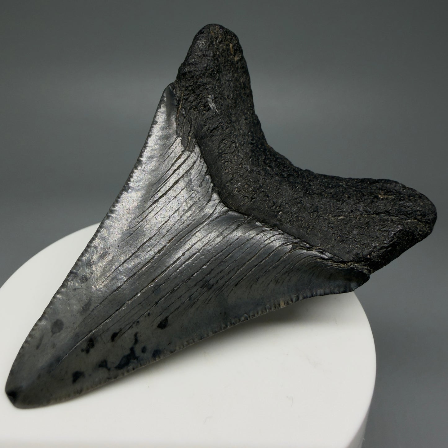 Back Right View 2.91" Colorful Fossil Megalodon Tooth – South Carolina River Find | Authentic CM5981