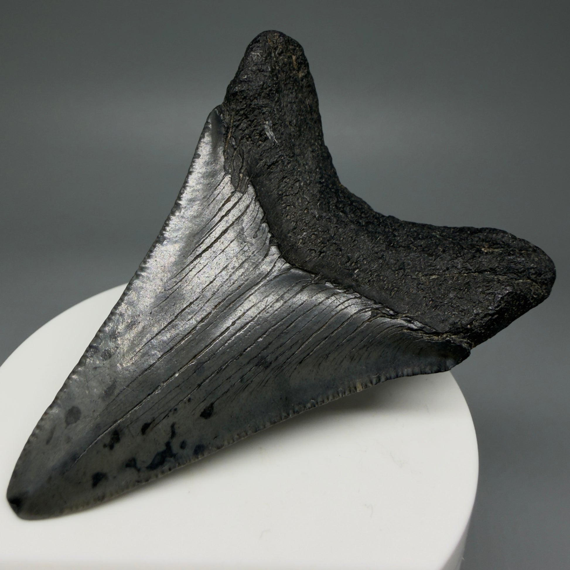 Back Right View 2.91" Colorful Fossil Megalodon Tooth – South Carolina River Find | Authentic CM5981