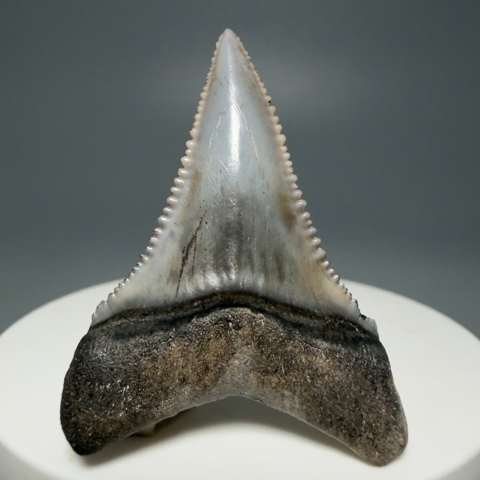 Back Right View Lower 1.73" long Fossil Great White Tooth from the deserts of Peru - Stunning, high quality GW1254 - 1