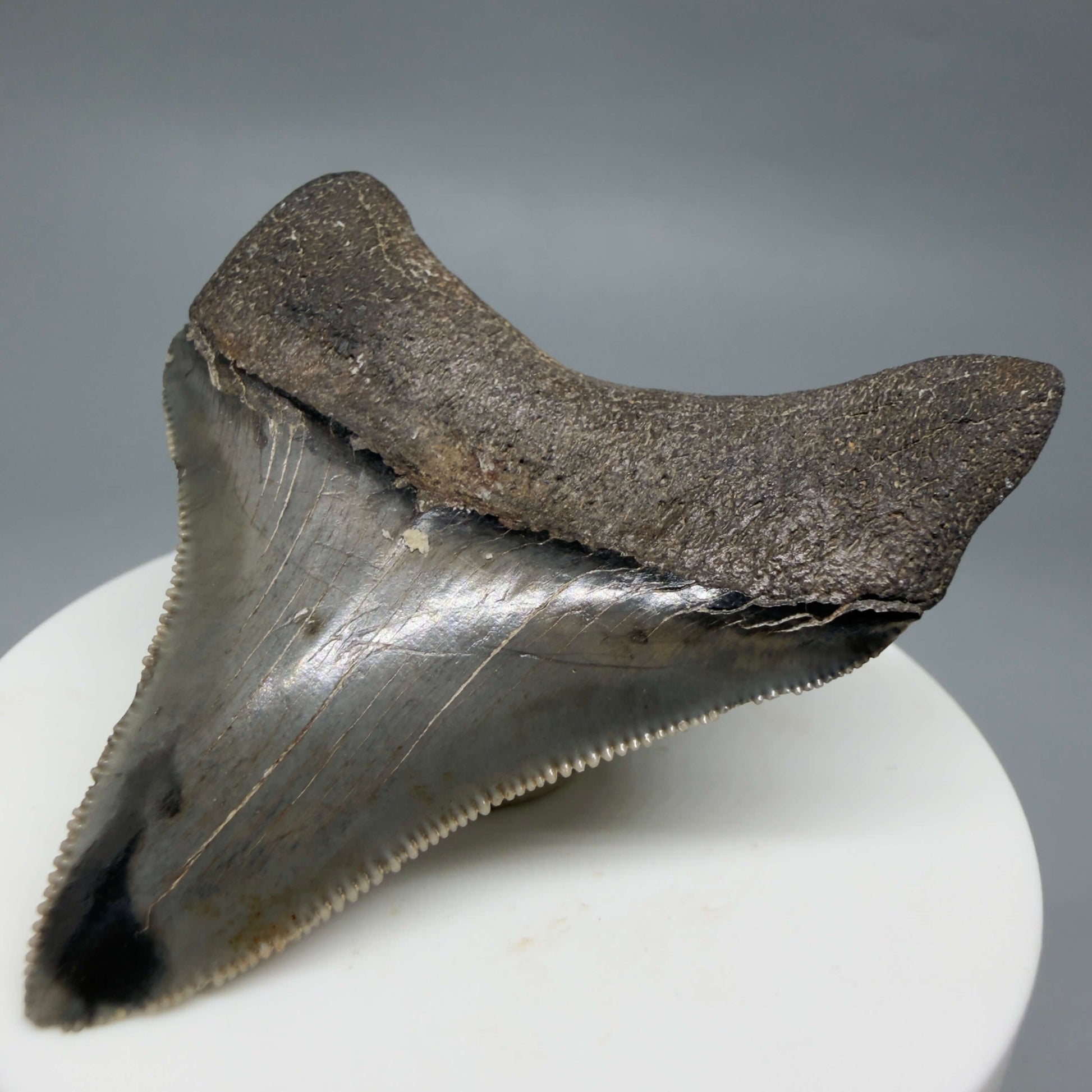 Back Right View Lateral, sharply serrated 2.42" Fossil Megalodon Tooth – South Carolina River Find | Authentic CM6444