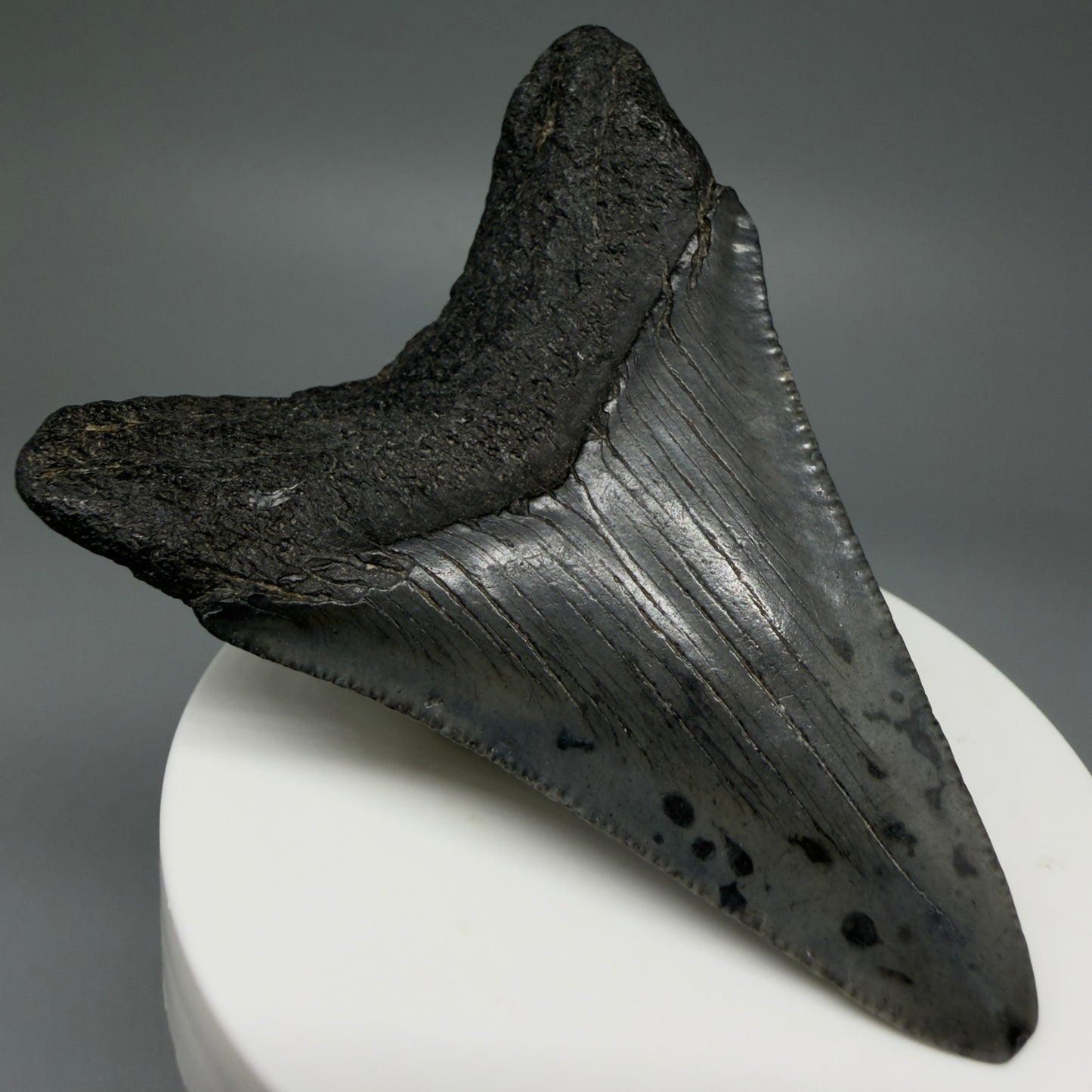 Back Left View 2.91" Colorful Fossil Megalodon Tooth – South Carolina River Find | Authentic CM5981