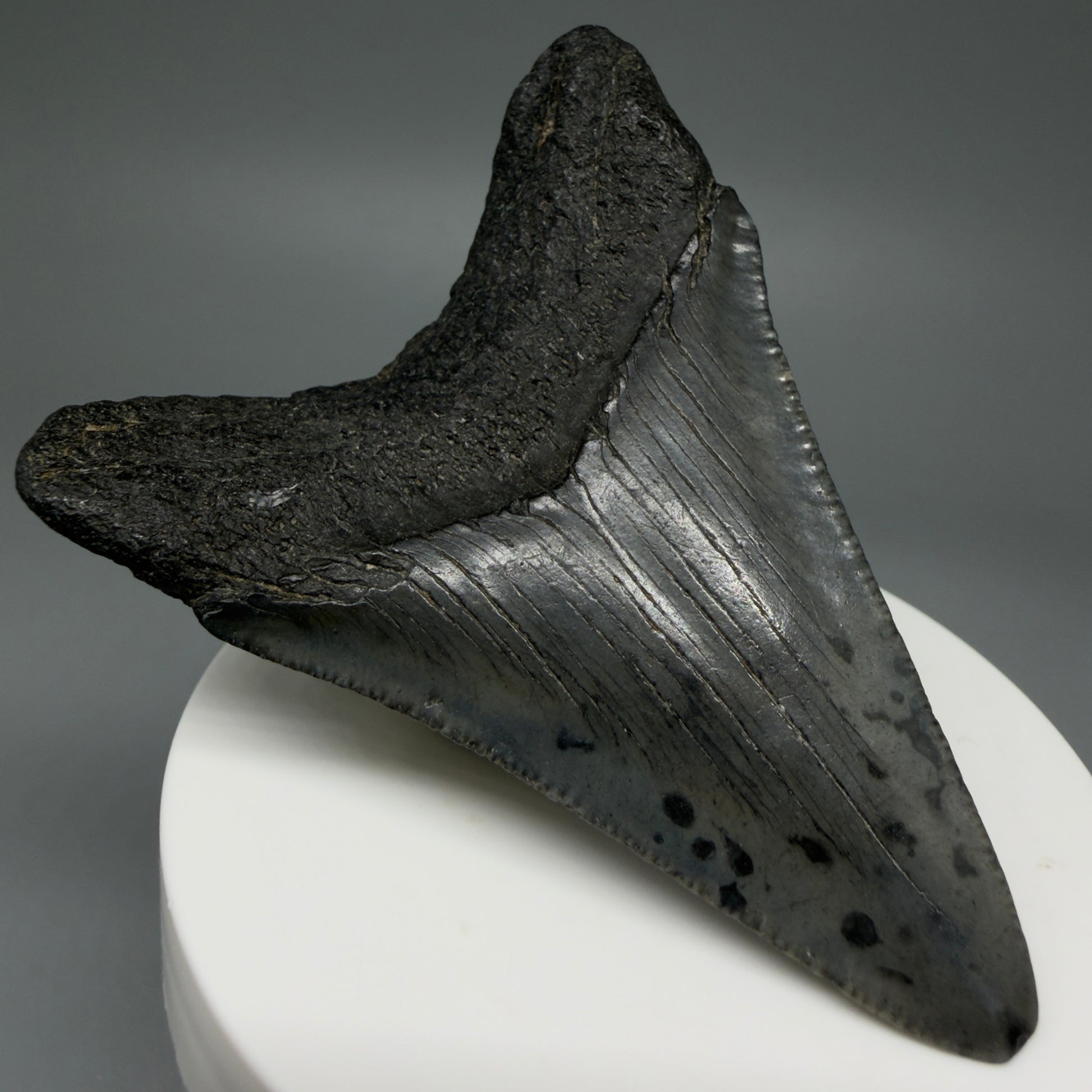 Back Left View 2.91" Colorful Fossil Megalodon Tooth – South Carolina River Find | Authentic CM5981