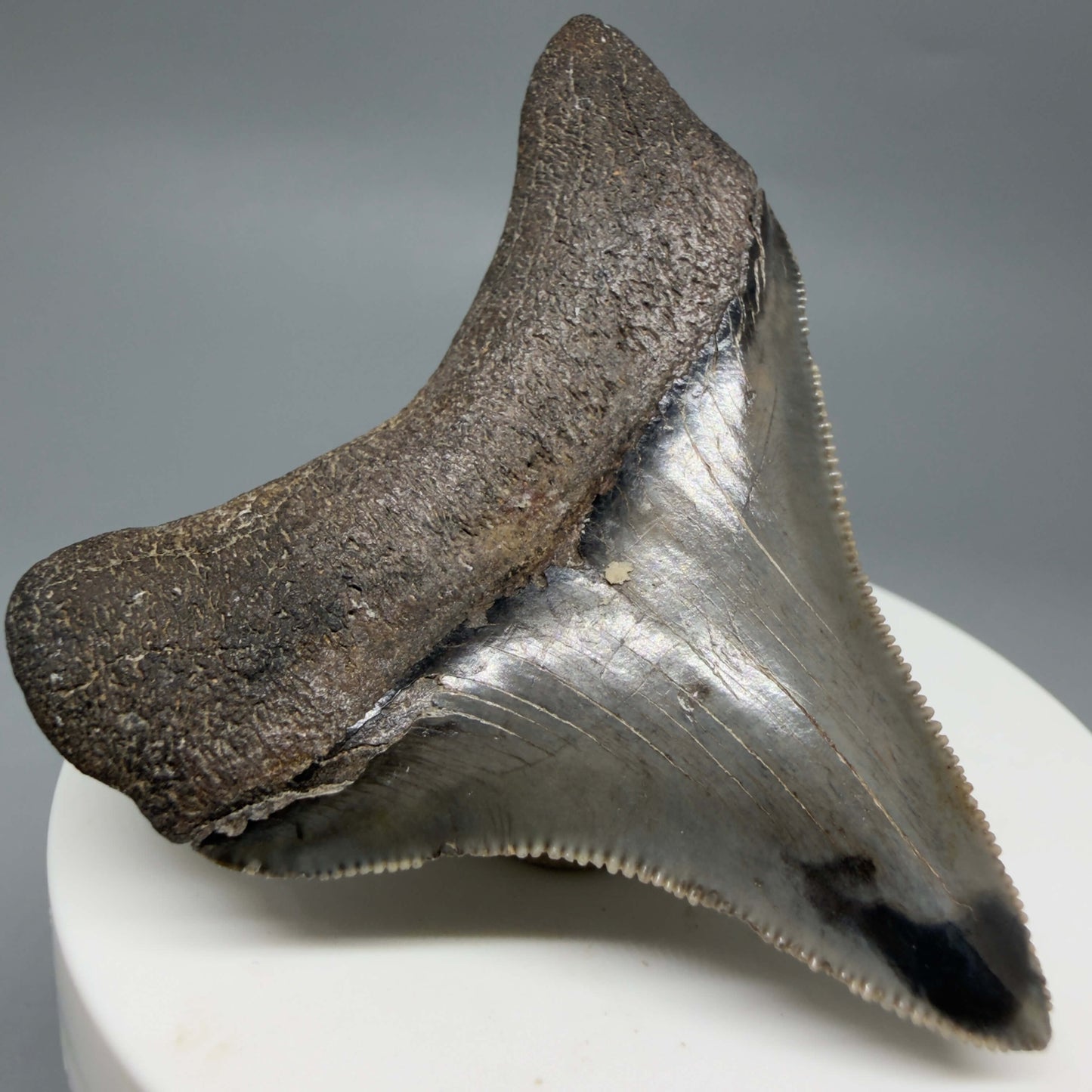 Back Left View Lateral, sharply serrated 2.42" Fossil Megalodon Tooth – South Carolina River Find | Authentic CM6444