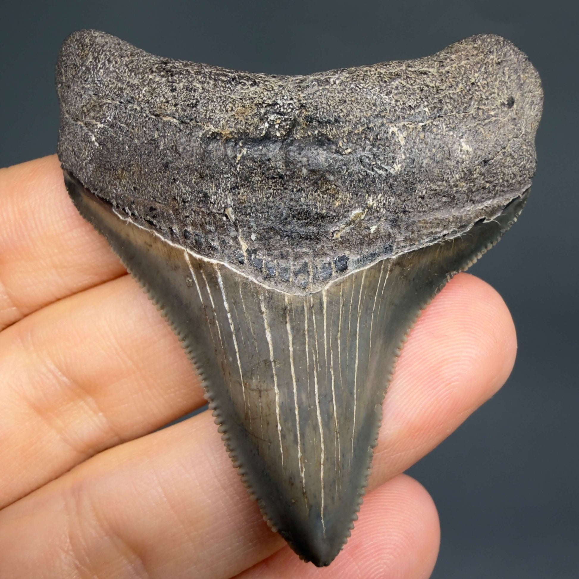 Front View Lateral, sharply serrated 2.42" Fossil Megalodon Tooth – South Carolina River Find | Authentic CM6444 - 1