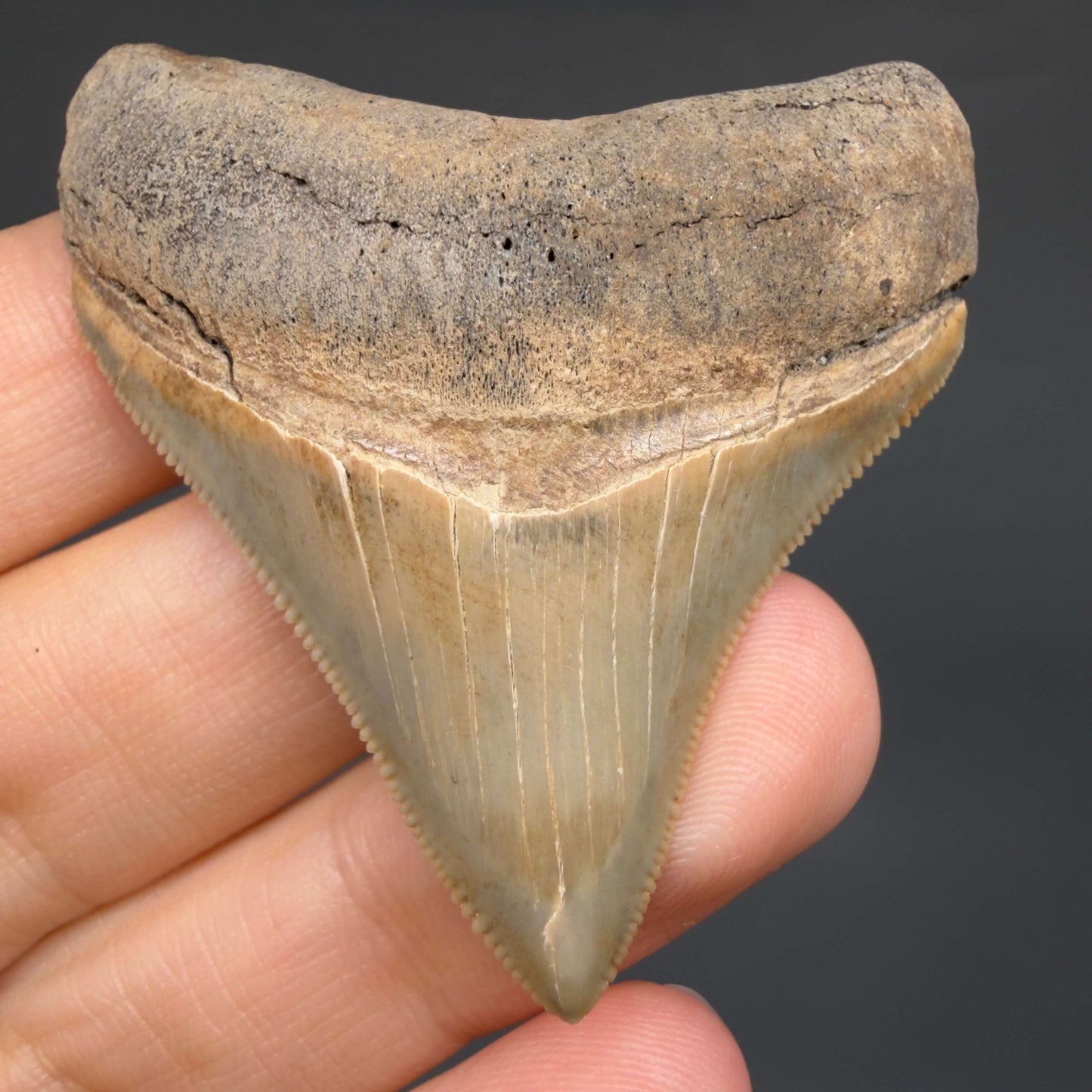 Front View Colorful, Sharply serrated 2.05" Fossil Megalodon Tooth – South Carolina River Find | Authentic CM6441 - 1