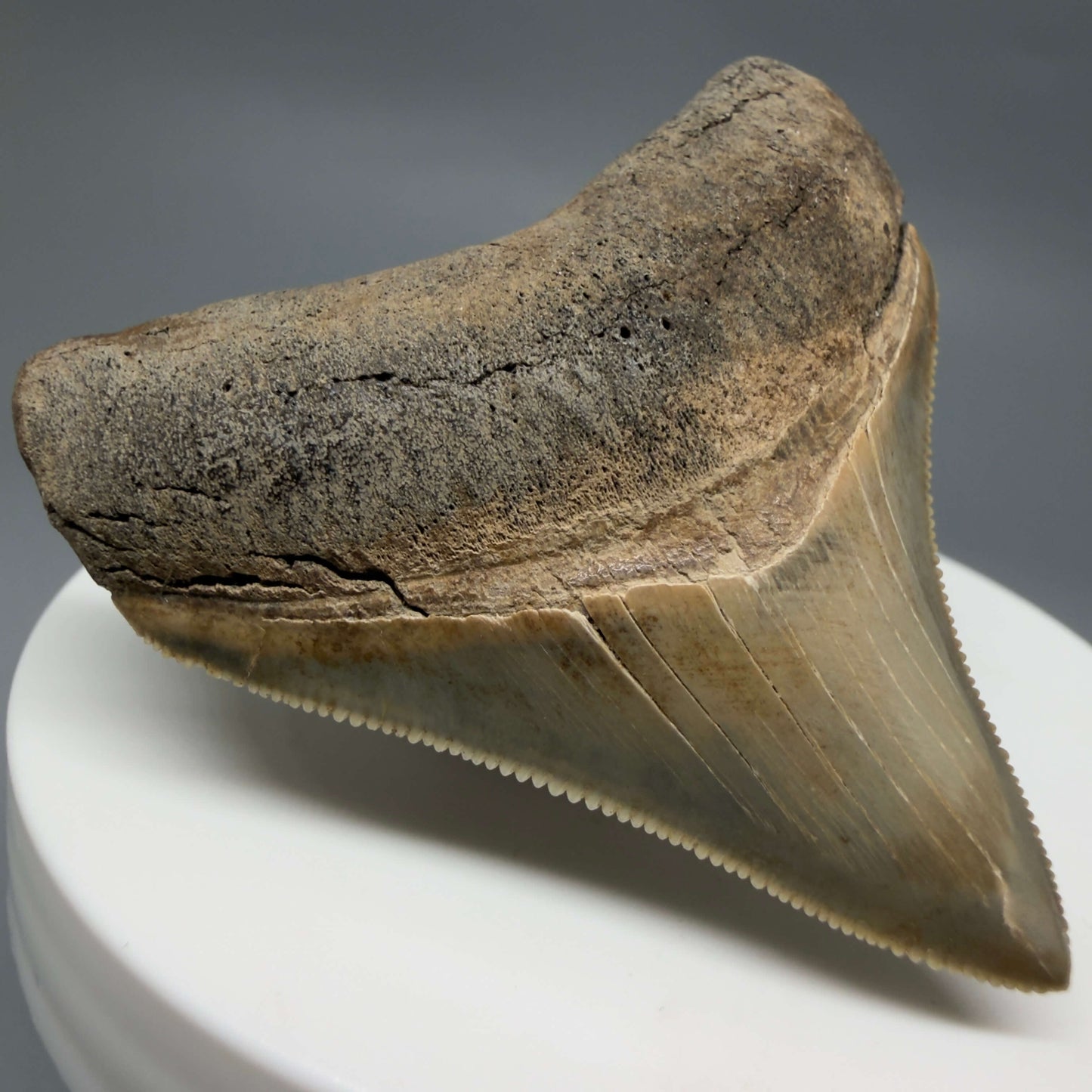 Front Left View Colorful, Sharply serrated 2.05" Fossil Megalodon Tooth – South Carolina River Find | Authentic CM6441