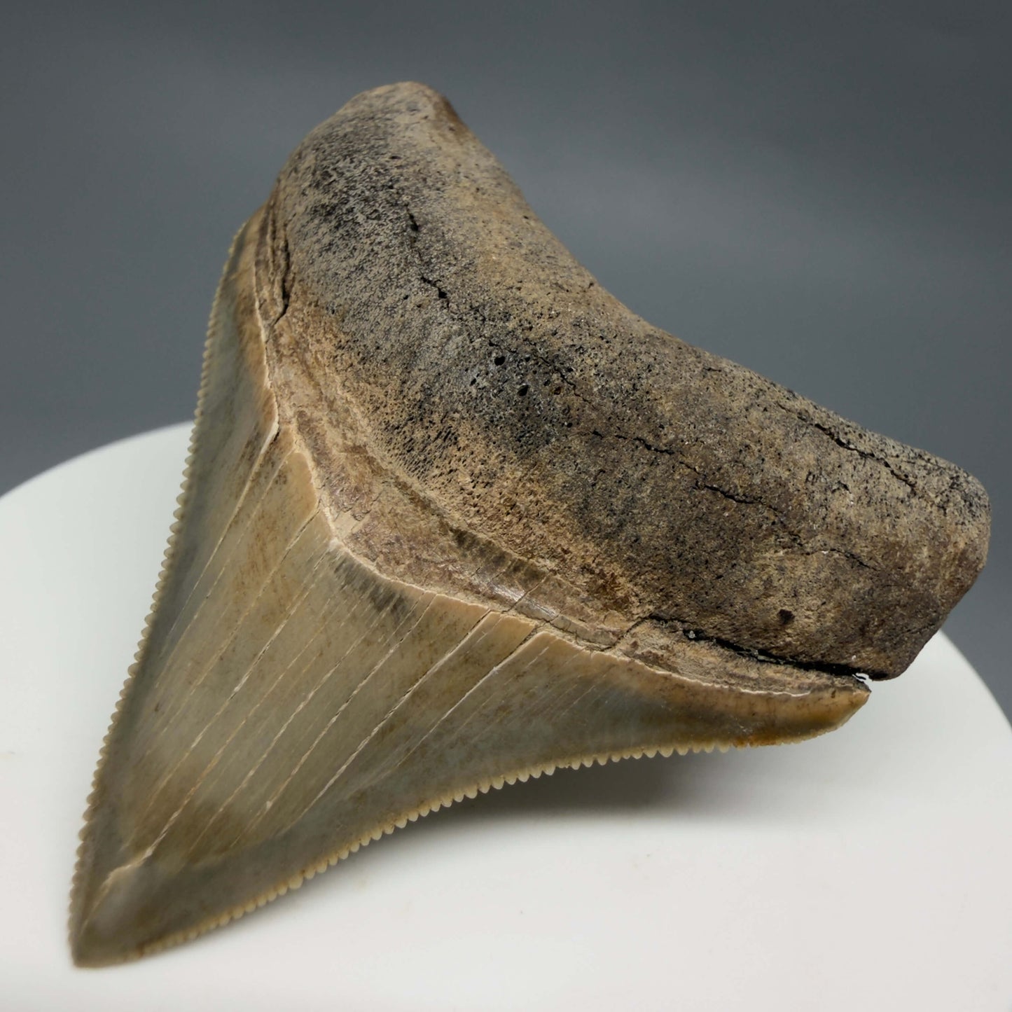 Front Right View Colorful, Sharply serrated 2.05" Fossil Megalodon Tooth – South Carolina River Find | Authentic CM6441