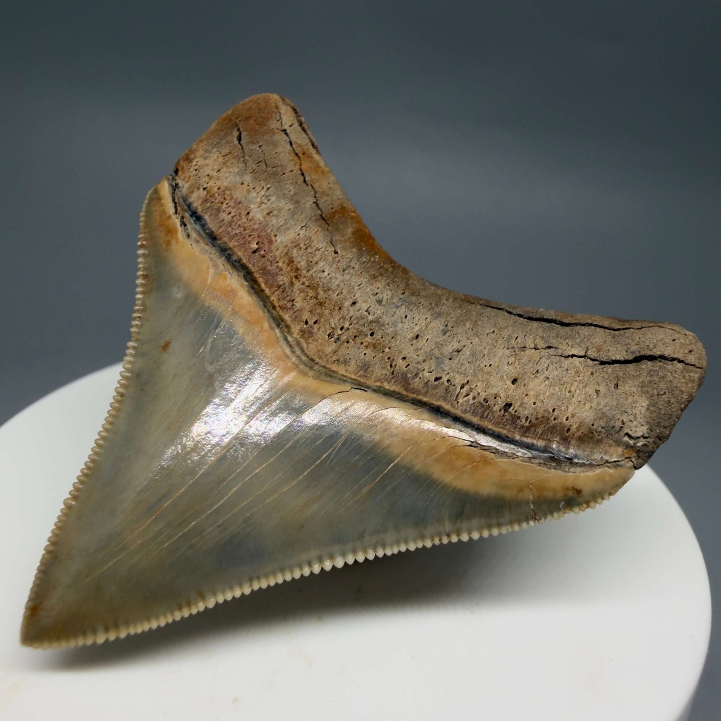 Back Right  View Colorful, Sharply serrated 2.05" Fossil Megalodon Tooth – South Carolina River Find | Authentic CM6441