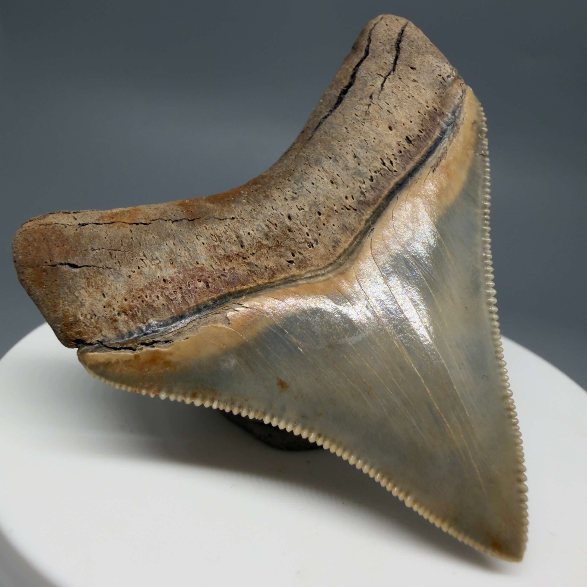 Back Left View Colorful, Sharply serrated 2.05" Fossil Megalodon Tooth – South Carolina River Find | Authentic CM6441