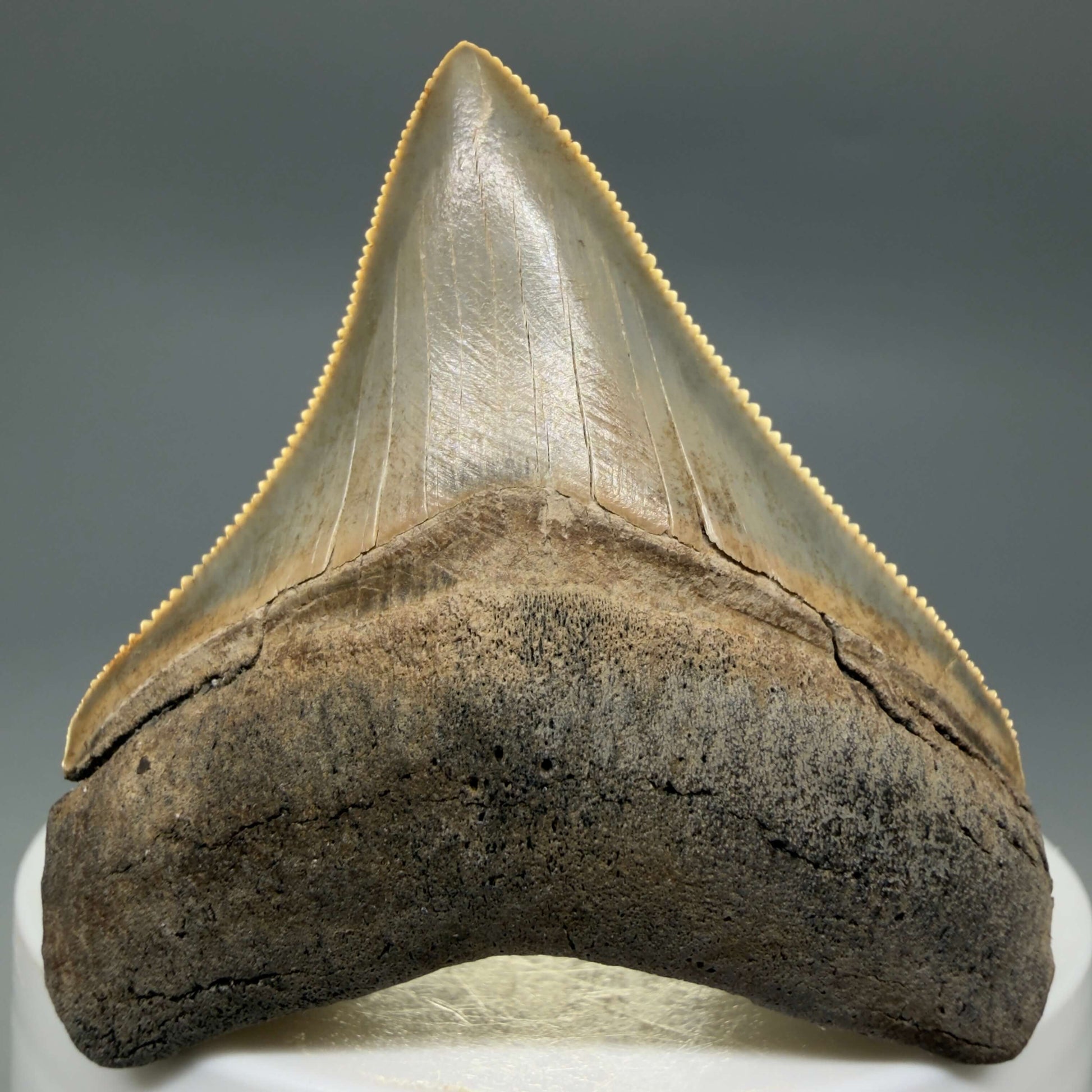 Front View Colorful, Sharply serrated 2.05" Fossil Megalodon Tooth – South Carolina River Find | Authentic CM6441 - 2