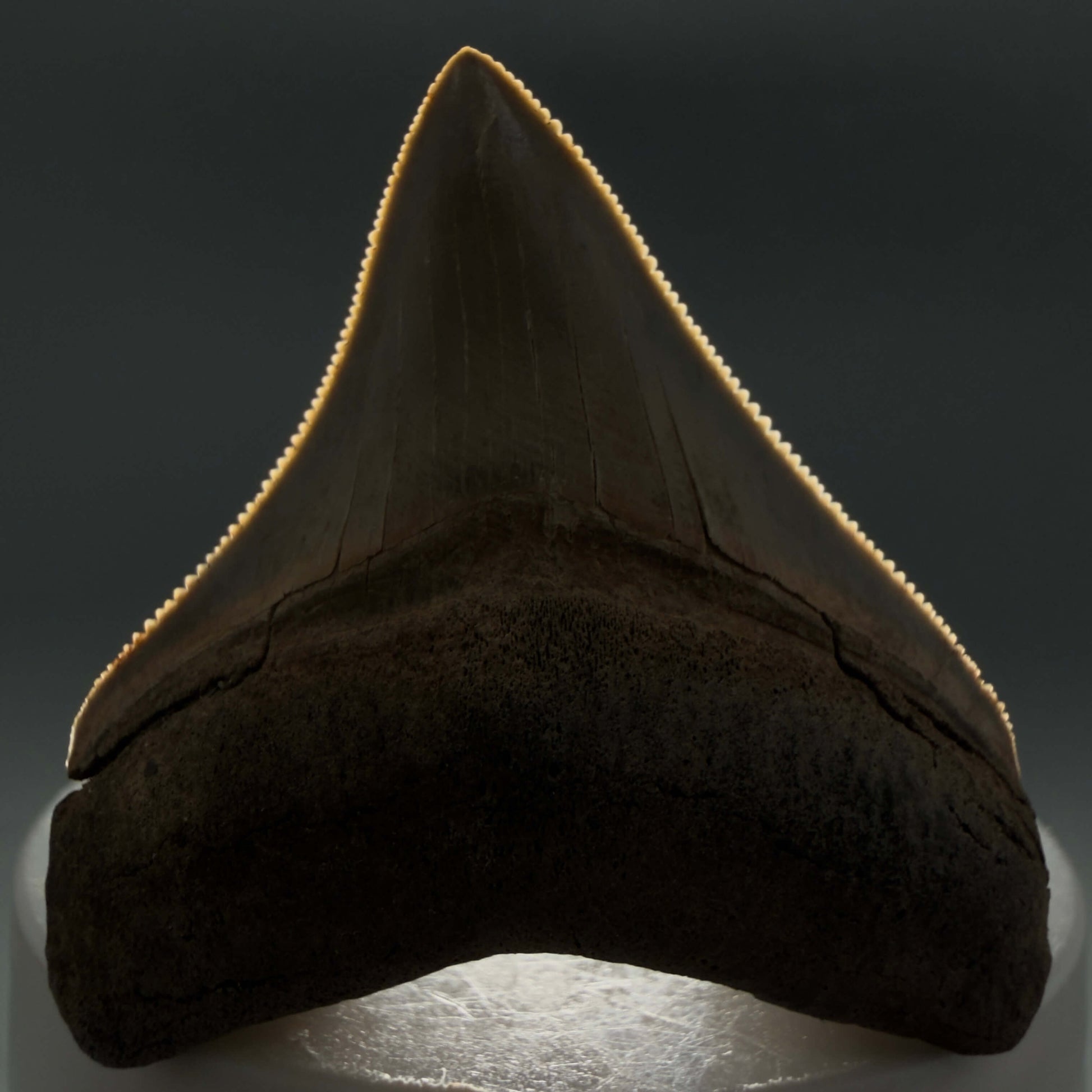 Front View Colorful, Sharply serrated 2.05" Fossil Megalodon Tooth – South Carolina River Find | Authentic CM6441 - 2