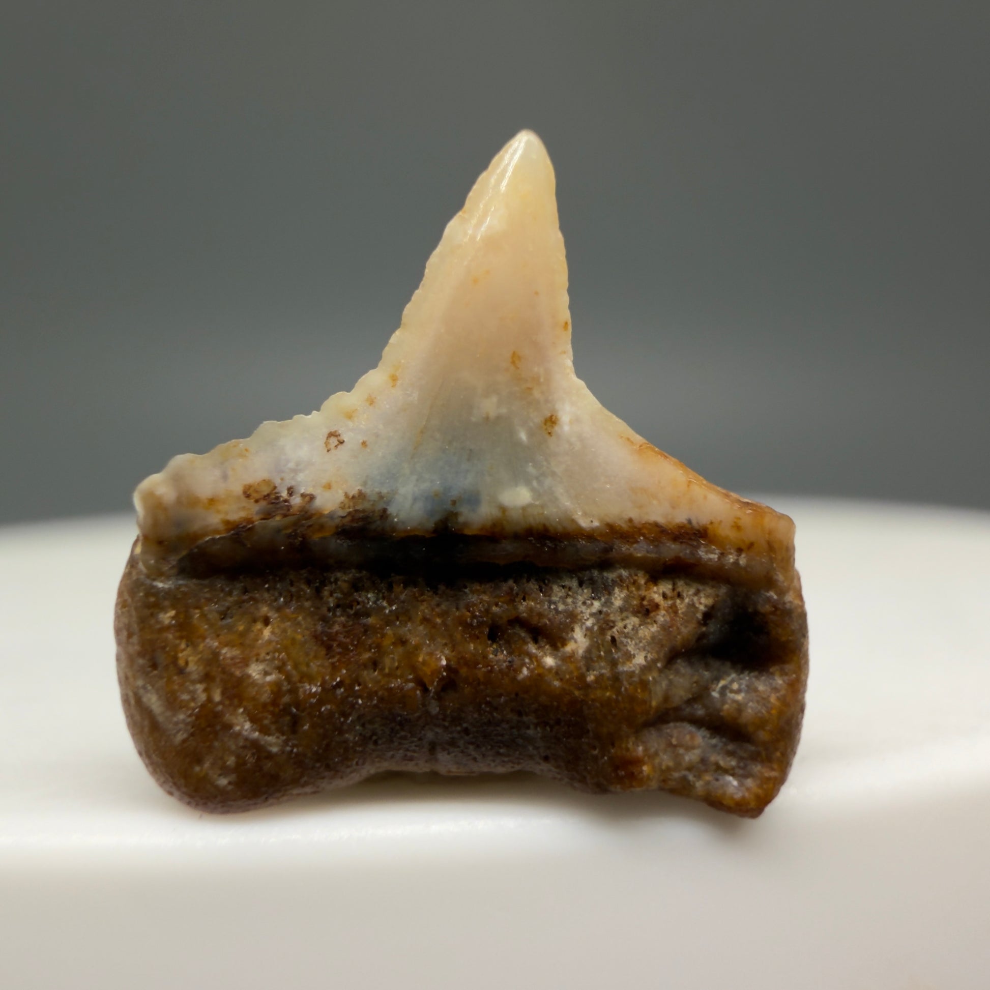 Back View Posterior 0.51" long Fossil Great White Tooth from the deserts of Peru GW1253