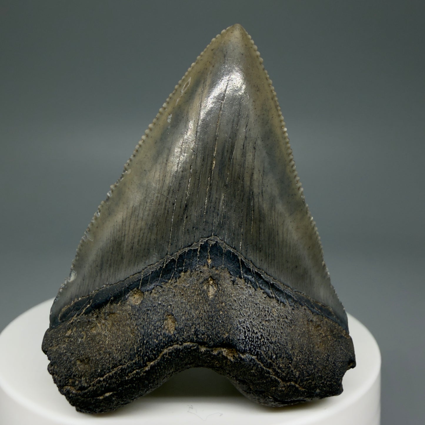 Front View 2.08" Colorful/Collector's Quality Fossil Megalodon Tooth – South Carolina River Find | Heart Shape CM5972 - 2