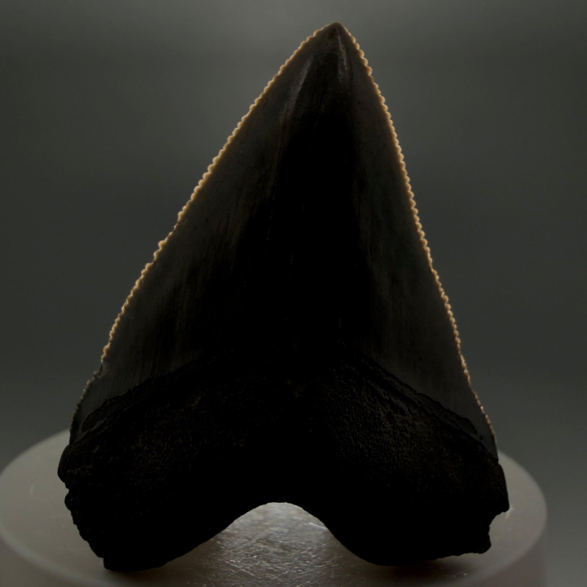 Front View 2.08" Colorful/Collector's Quality Fossil Megalodon Tooth – South Carolina River Find | Heart Shape CM5972 - 1