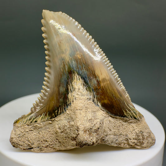 HUGE (max size) 2.01" Fossil Extinct Snaggletooth - Hemipristis serra - Bone Valley, FL R613 - Front