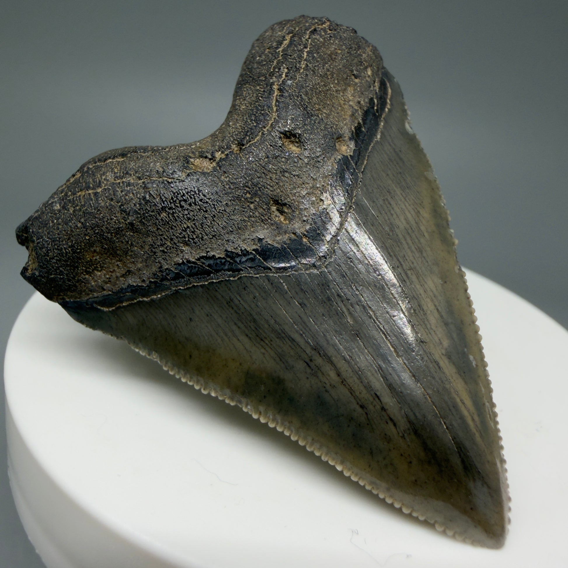 Front Left View 2.08" Colorful/Collector's Quality Fossil Megalodon Tooth – South Carolina River Find | Heart Shape CM5972