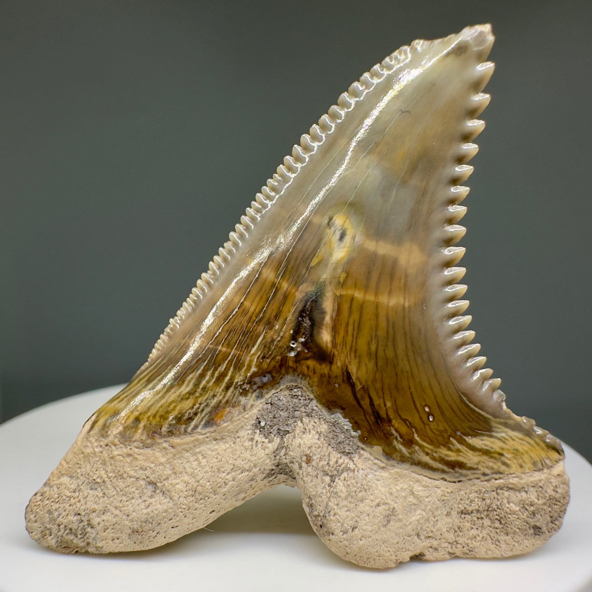 HUGE (max size) 2.01" Fossil Extinct Snaggletooth - Hemipristis serra - Bone Valley, FL R613 - Back