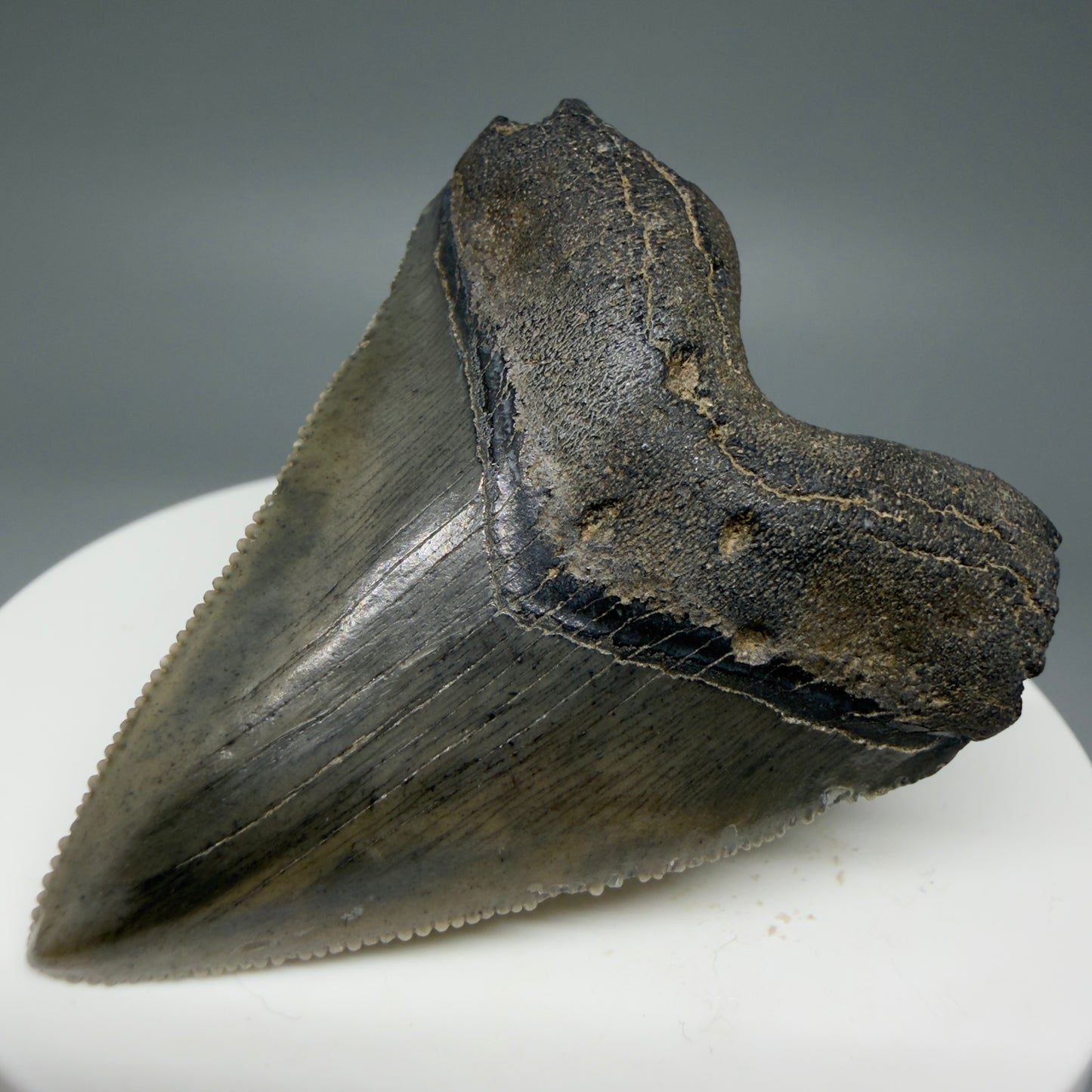 Front Right View 2.08" Colorful/Collector's Quality Fossil Megalodon Tooth – South Carolina River Find | Heart Shape CM5972