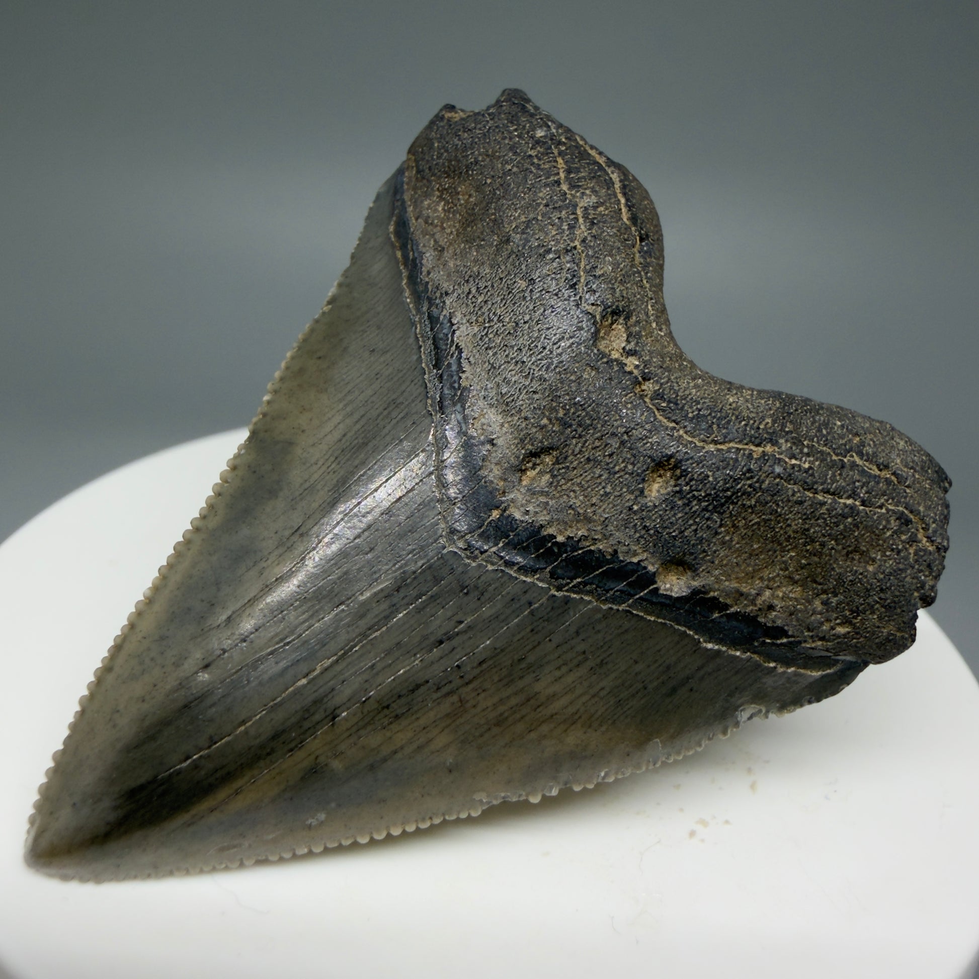 Front Right View 2.08" Colorful/Collector's Quality Fossil Megalodon Tooth – South Carolina River Find | Heart Shape CM5972