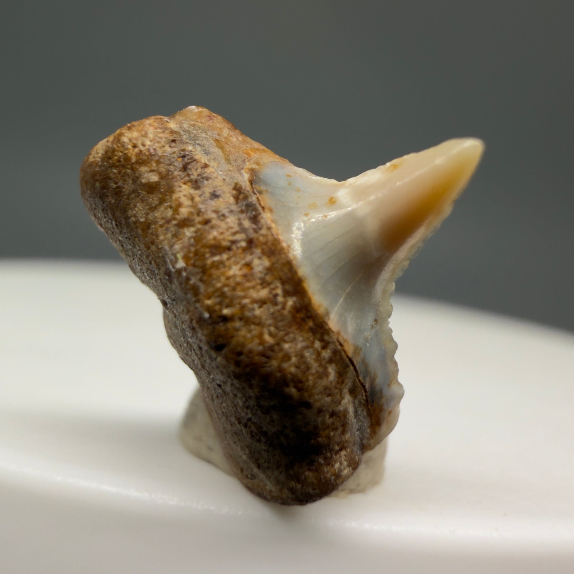 Front View Posterior 0.51" long Fossil Great White Tooth from the deserts of Peru GW1253 - 1