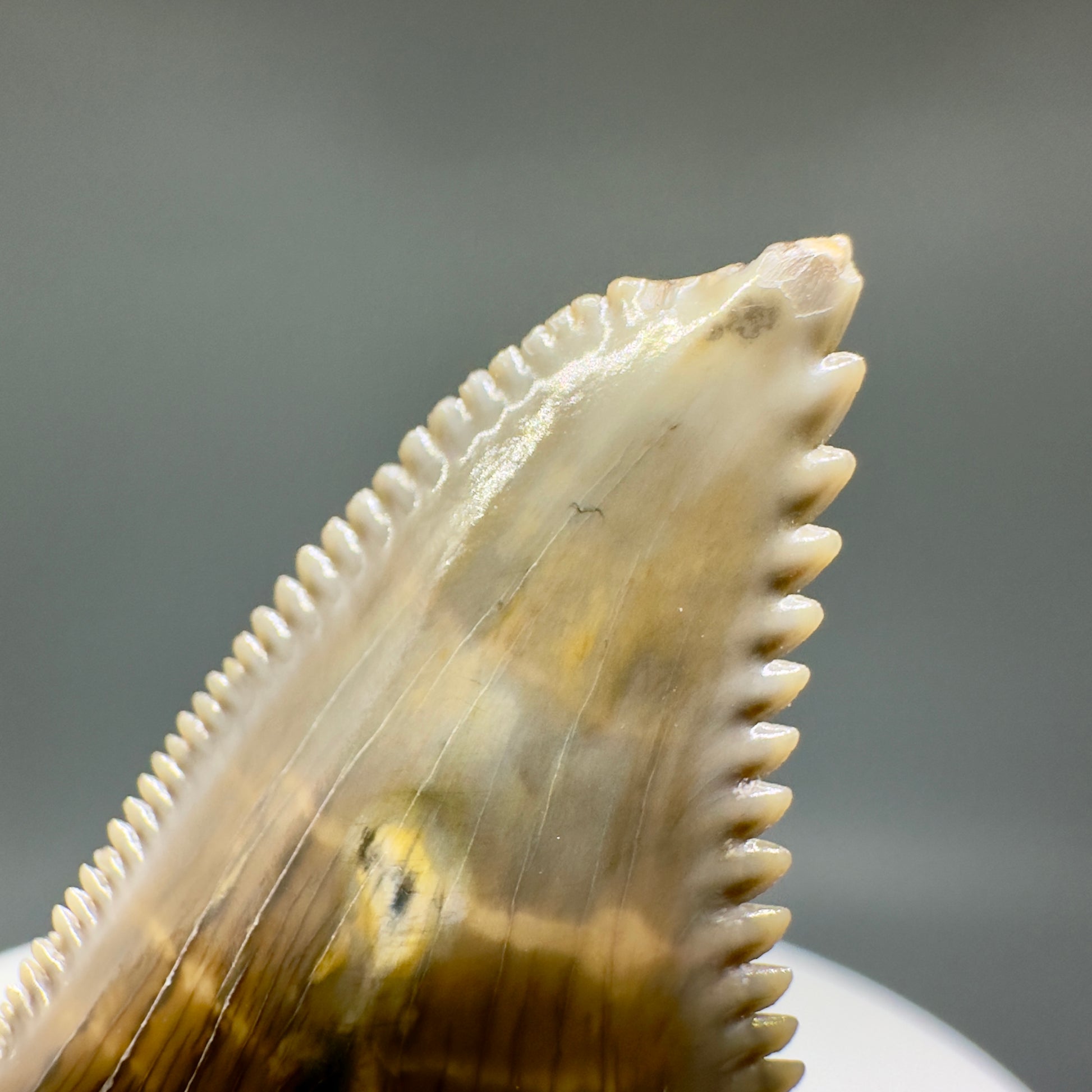 HUGE (max size) 2.01" Fossil Extinct Snaggletooth - Hemipristis serra - Bone Valley, FL R613 - Tip