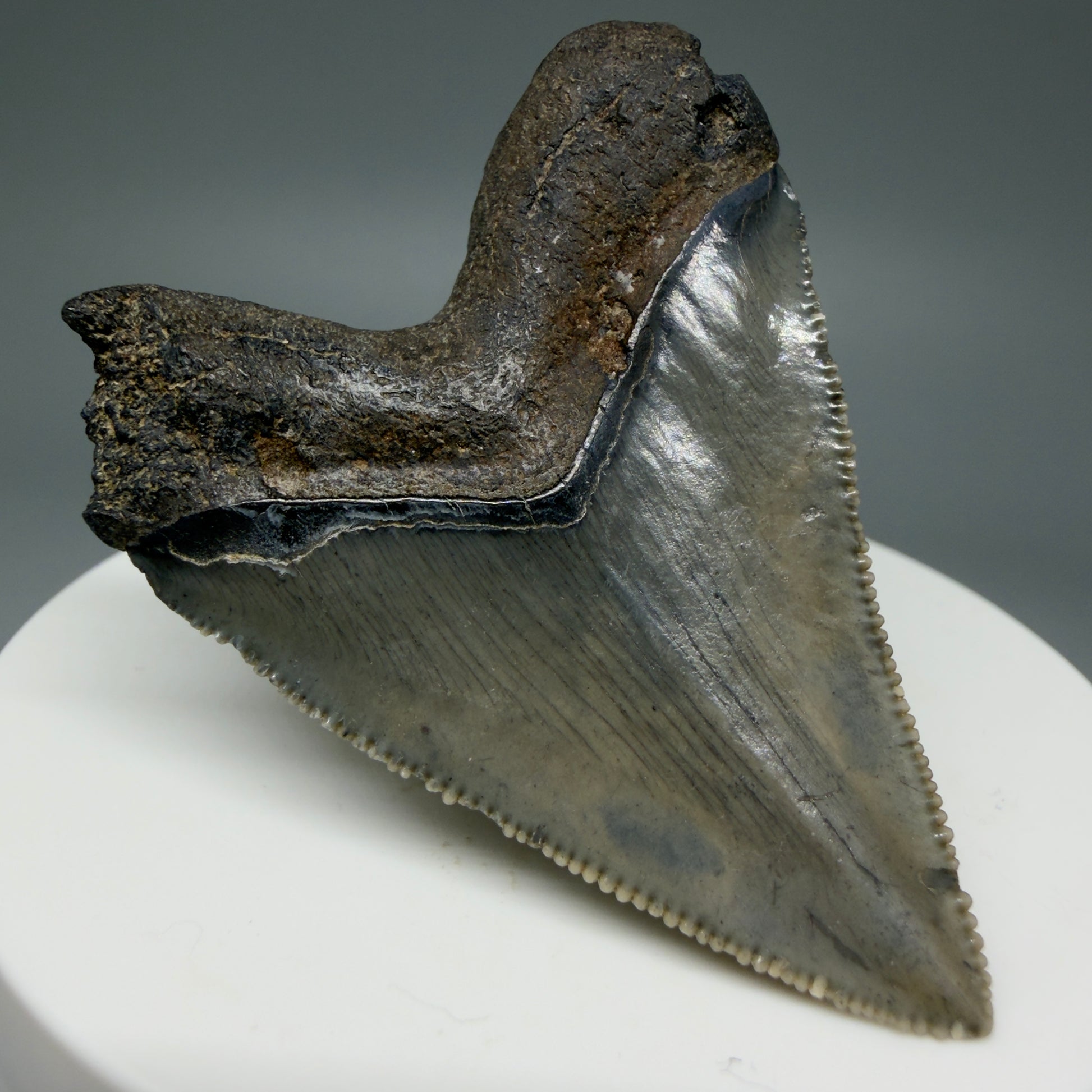 Back Left View 2.08" Colorful/Collector's Quality Fossil Megalodon Tooth – South Carolina River Find | Heart Shape CM5972