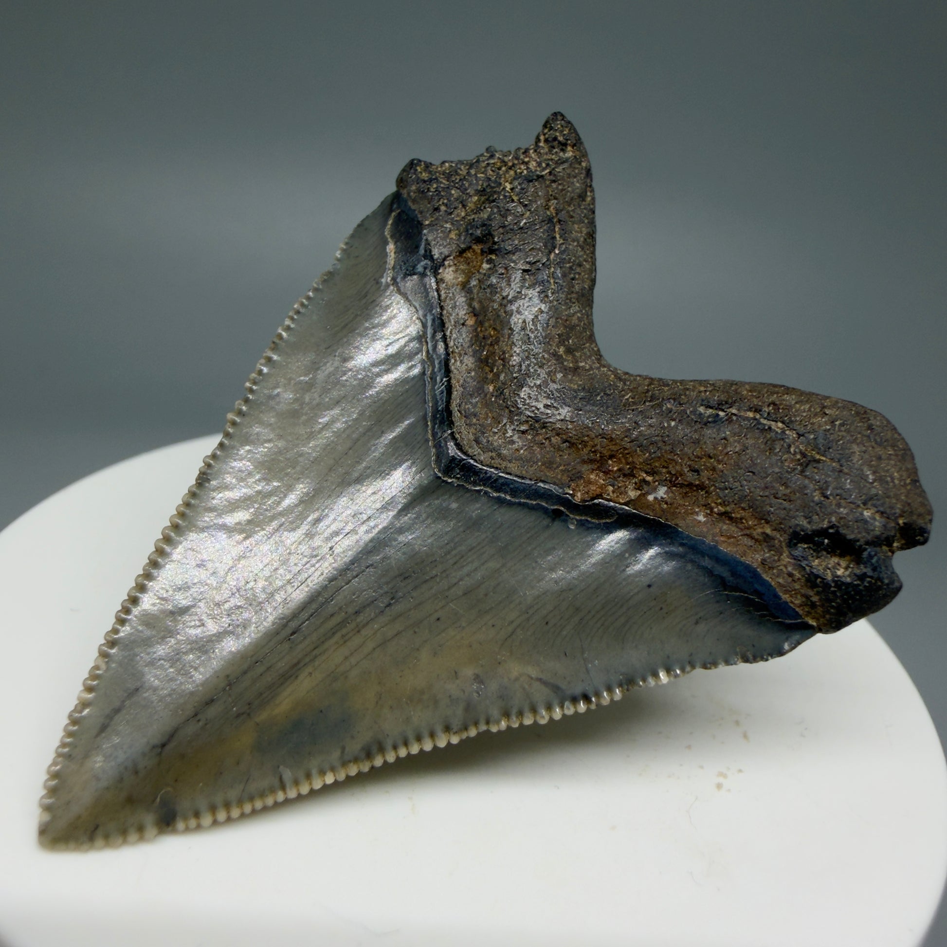 Back Right View 2.08" Colorful/Collector's Quality Fossil Megalodon Tooth – South Carolina River Find | Heart Shape CM5972