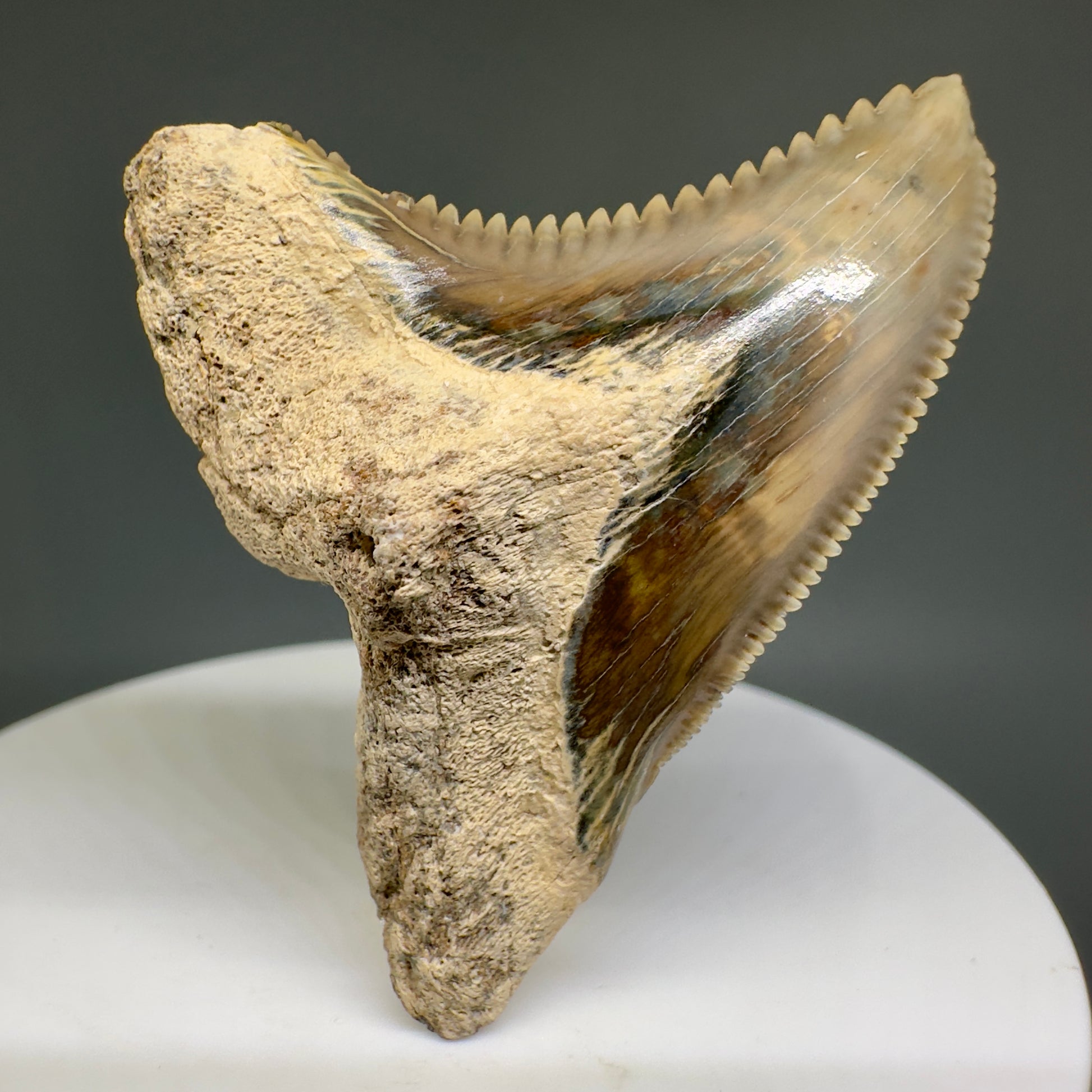 HUGE (max size) 2.01" Fossil Extinct Snaggletooth - Hemipristis serra - Bone Valley, FL R613 - Front1