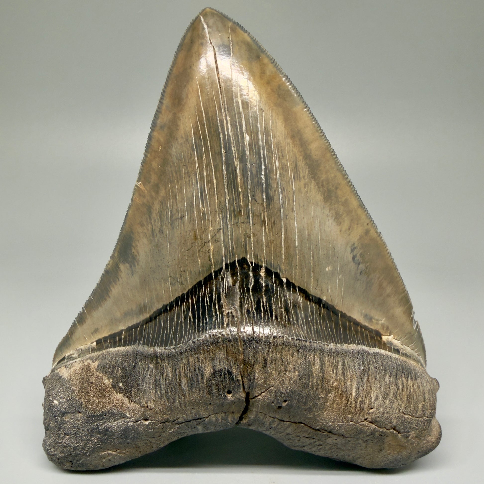 Front View Authentic 5.44" Collector Megalodon Tooth from South Carolina – Collector's Quality CM5523 - 2