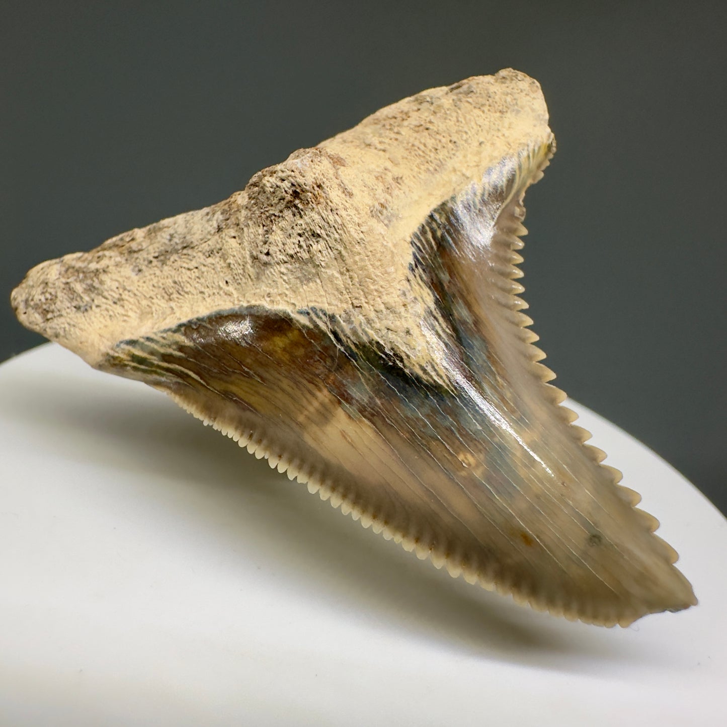 HUGE (max size) 2.01" Fossil Extinct Snaggletooth - Hemipristis serra - Bone Valley, FL R613 - Front Left
