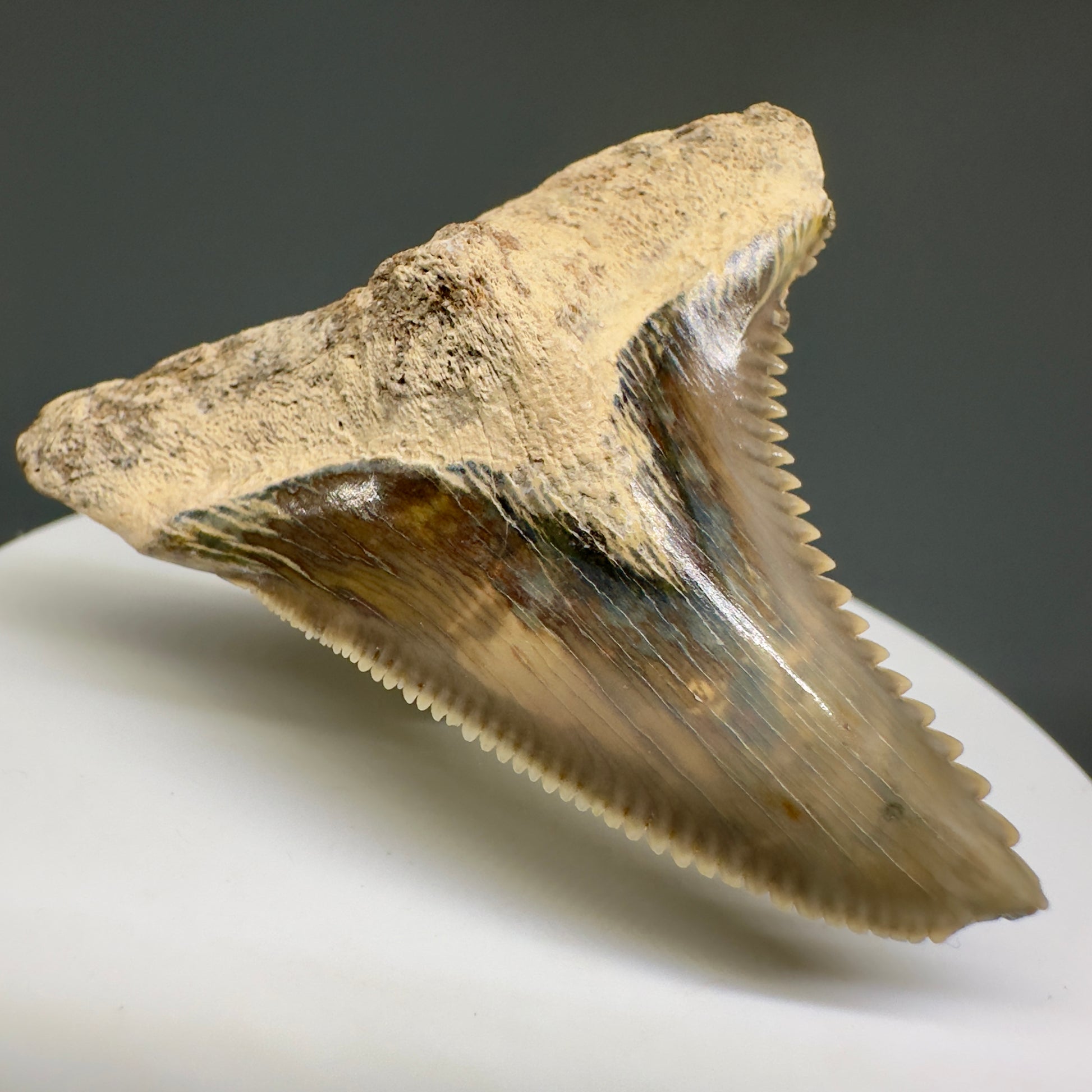 HUGE (max size) 2.01" Fossil Extinct Snaggletooth - Hemipristis serra - Bone Valley, FL R613 - Front Left