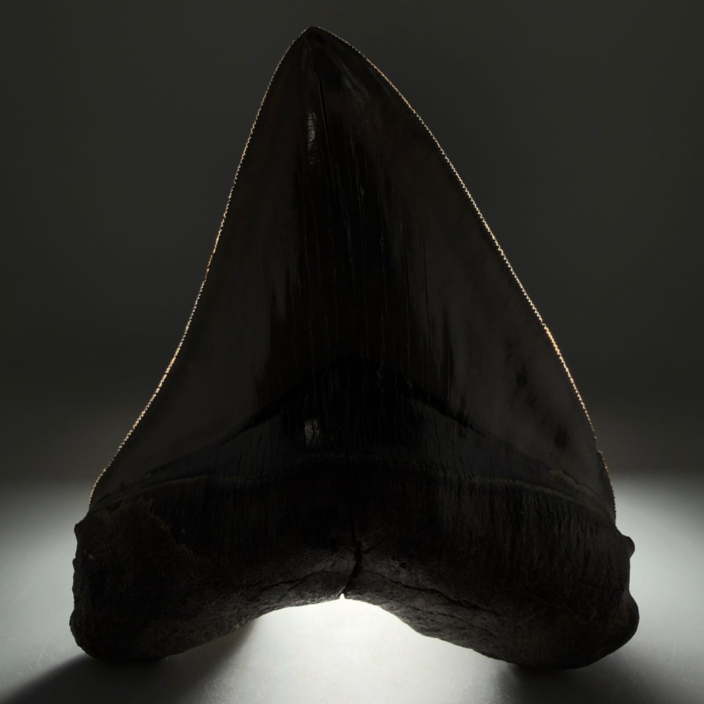 Front View Authentic 5.44" Collector Megalodon Tooth from South Carolina – Collector's Quality CM5523 - 1