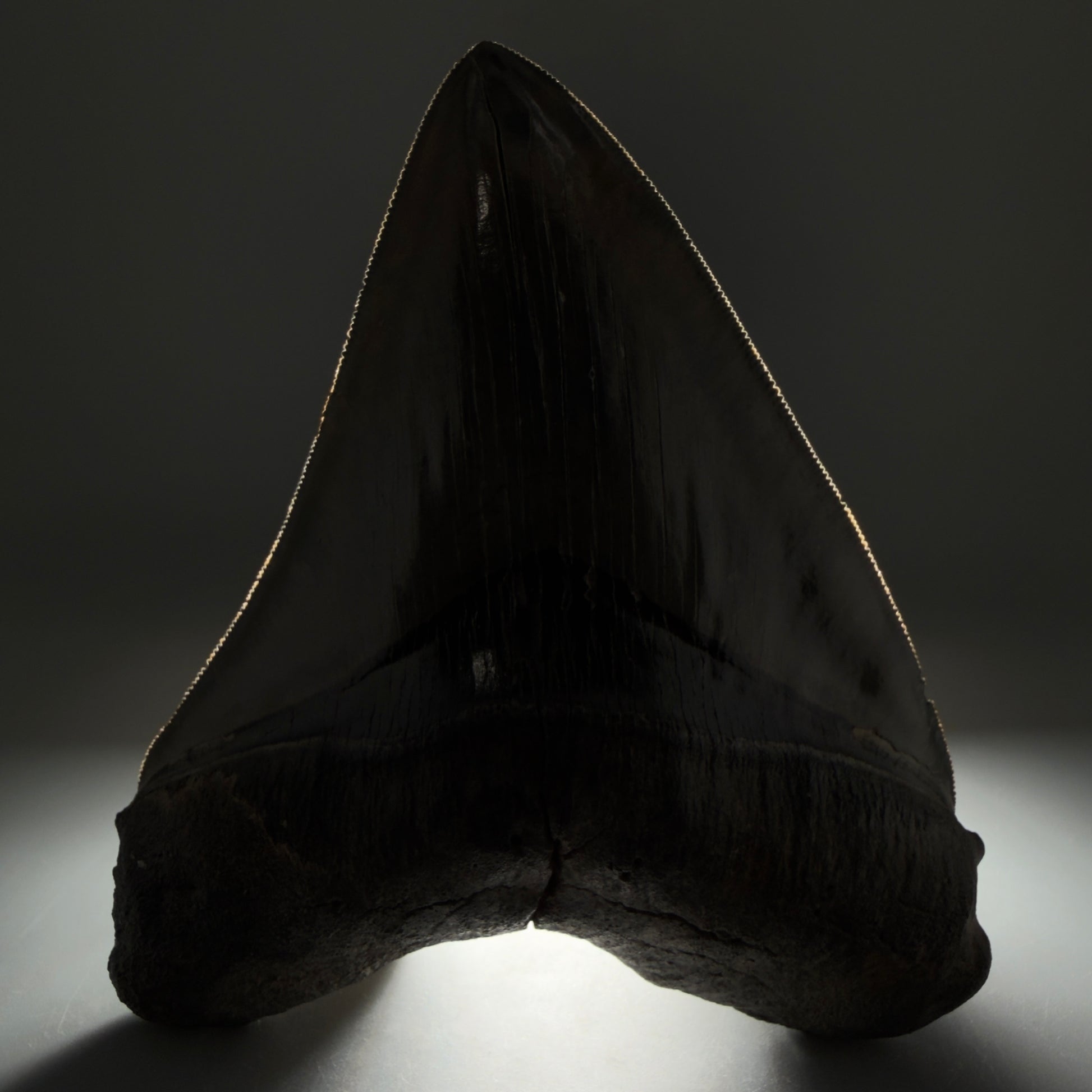Front View Authentic 5.44" Collector Megalodon Tooth from South Carolina – Collector's Quality CM5523 - 1