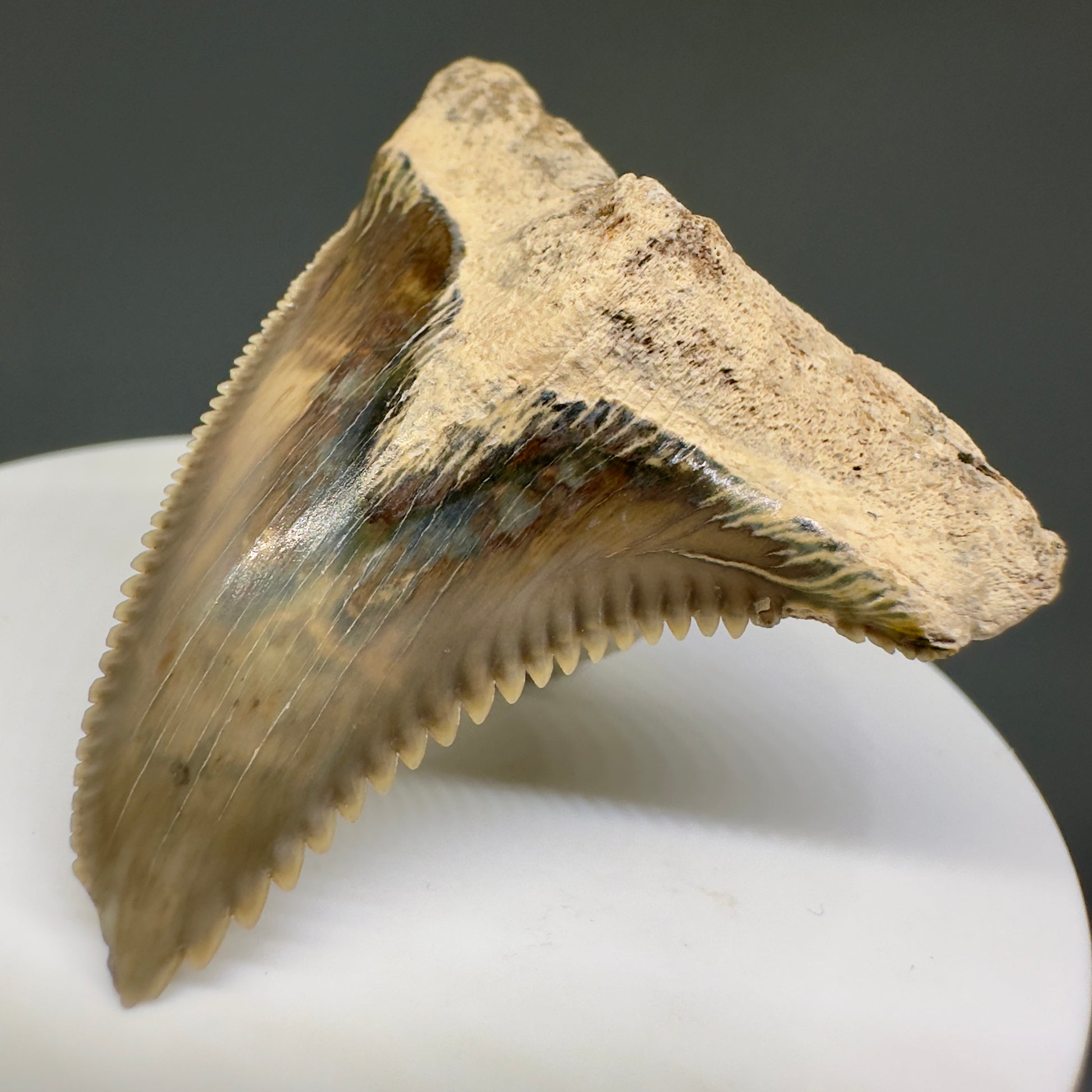 HUGE (max size) 2.01" Fossil Extinct Snaggletooth - Hemipristis serra - Bone Valley, FL R613 - Front Right