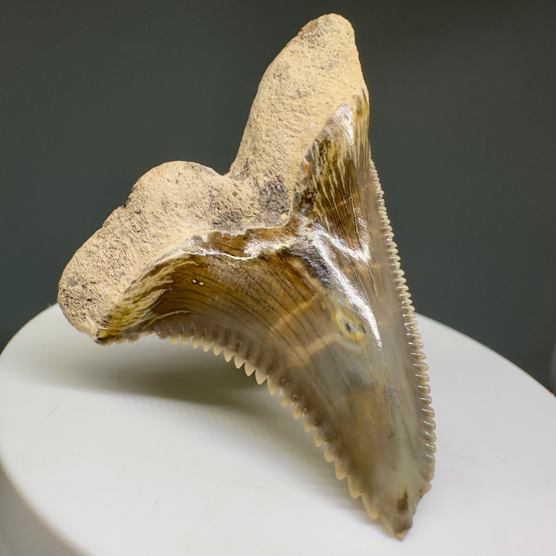 HUGE (max size) 2.01" Fossil Extinct Snaggletooth - Hemipristis serra - Bone Valley, FL R613 - Back Left