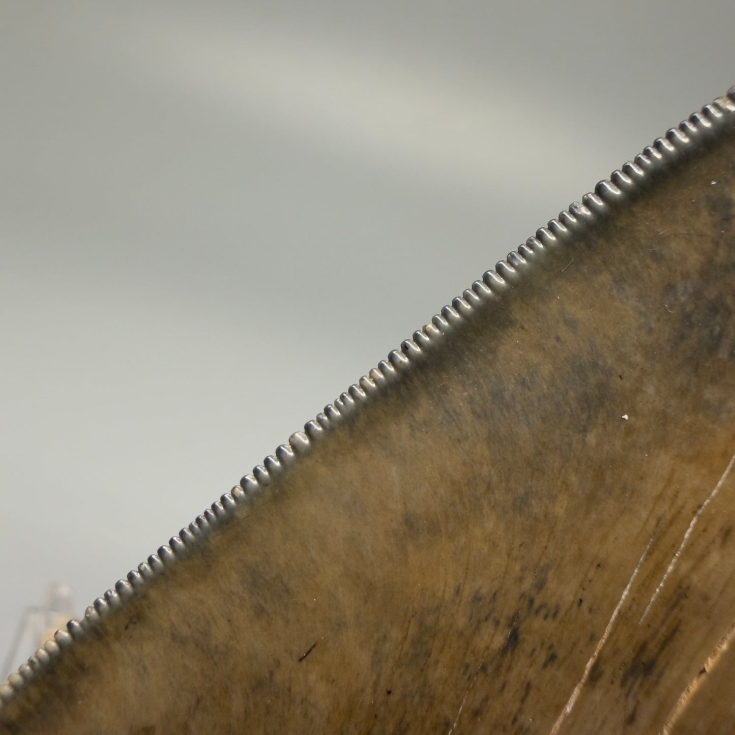 Serrations detail Authentic 5.44" Collector Megalodon Tooth from South Carolina – Collector's Quality CM5523 