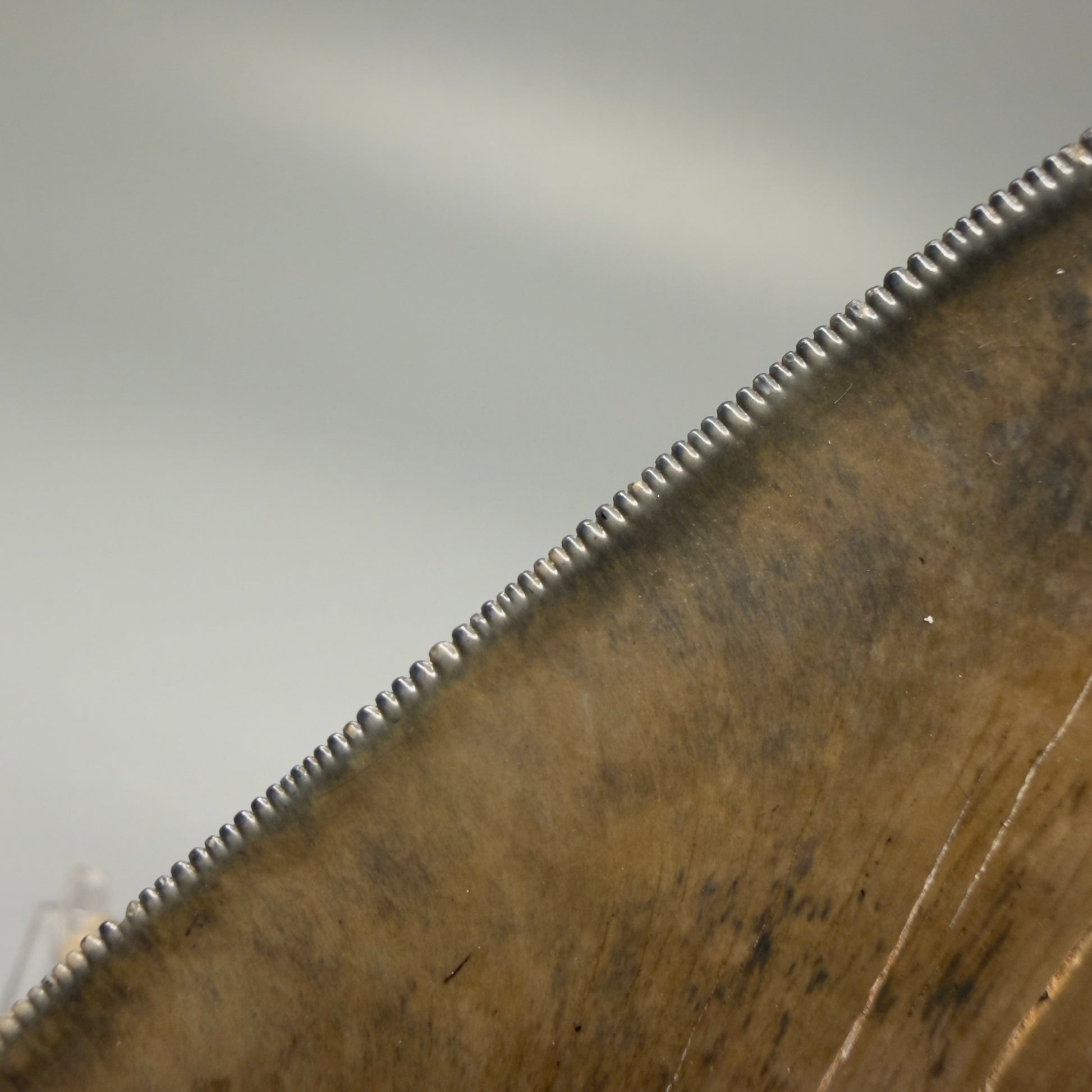 Serrations detail Authentic 5.44" Collector Megalodon Tooth from South Carolina – Collector's Quality CM5523 