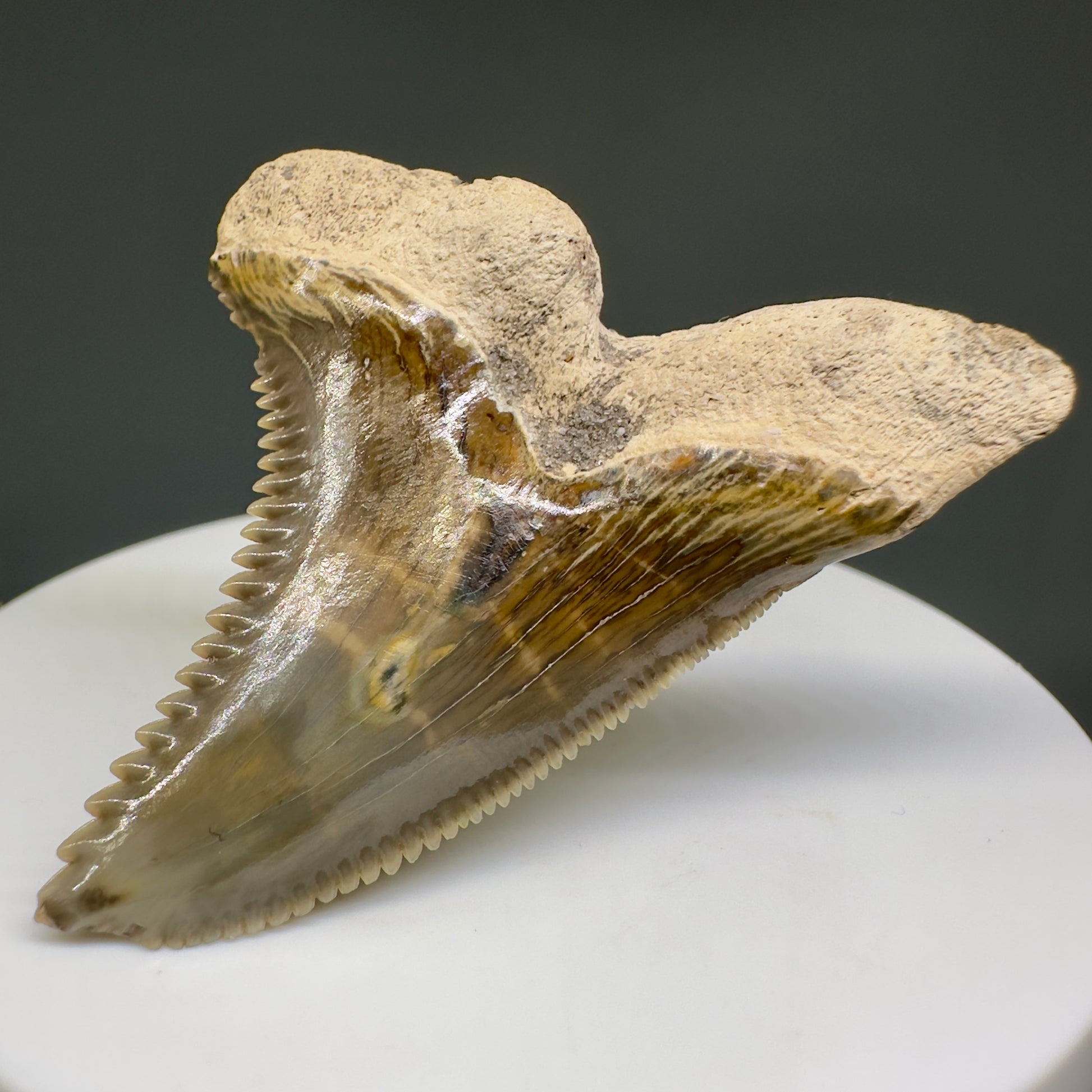 HUGE (max size) 2.01" Fossil Extinct Snaggletooth - Hemipristis serra - Bone Valley, FL R613 - Back Right
