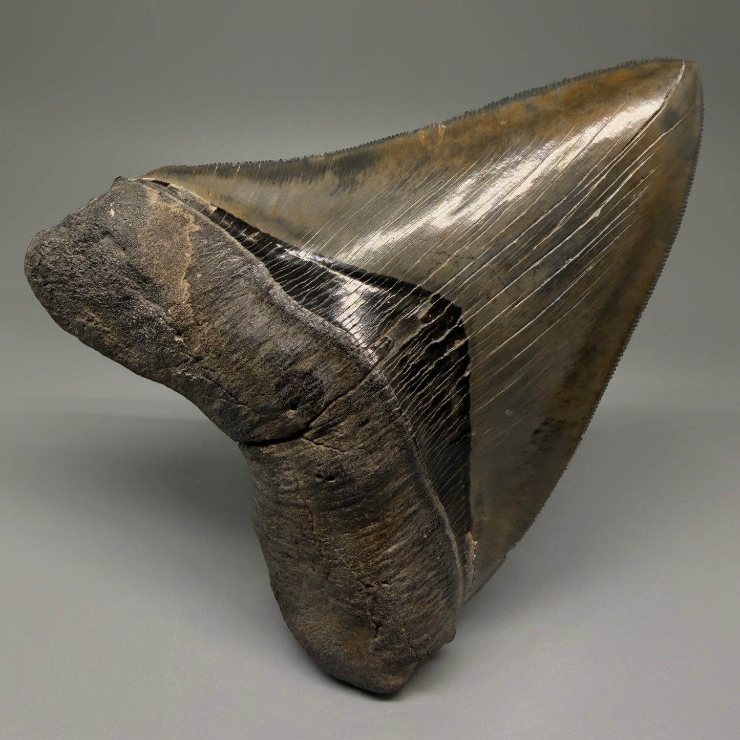 Front View Authentic 5.44" Collector Megalodon Tooth from South Carolina – Collector's Quality CM5523 - 3